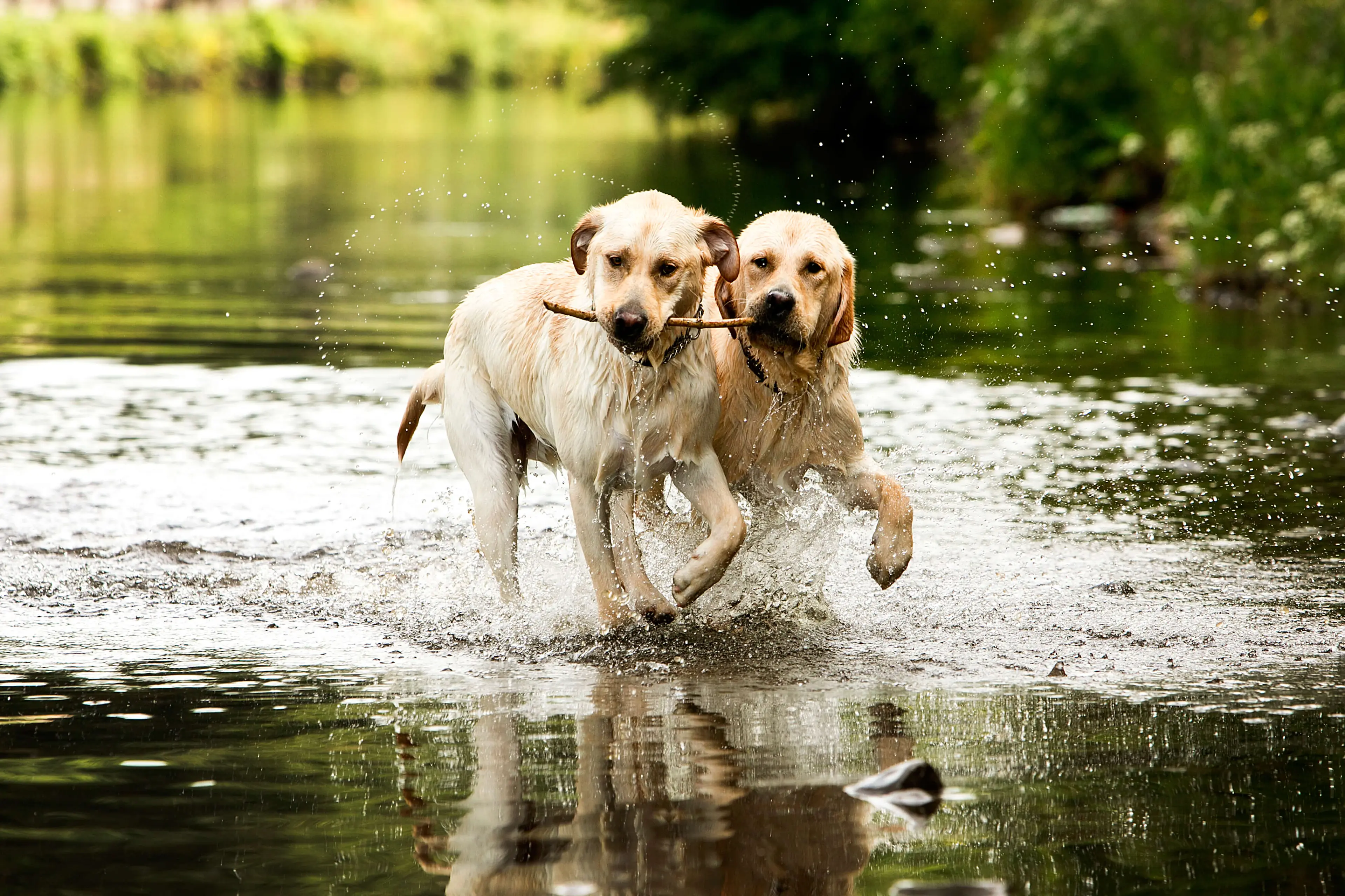 Two energetic golden retrievers running through shallow water, splashing and enjoying themselves in a scenic outdoor setting.