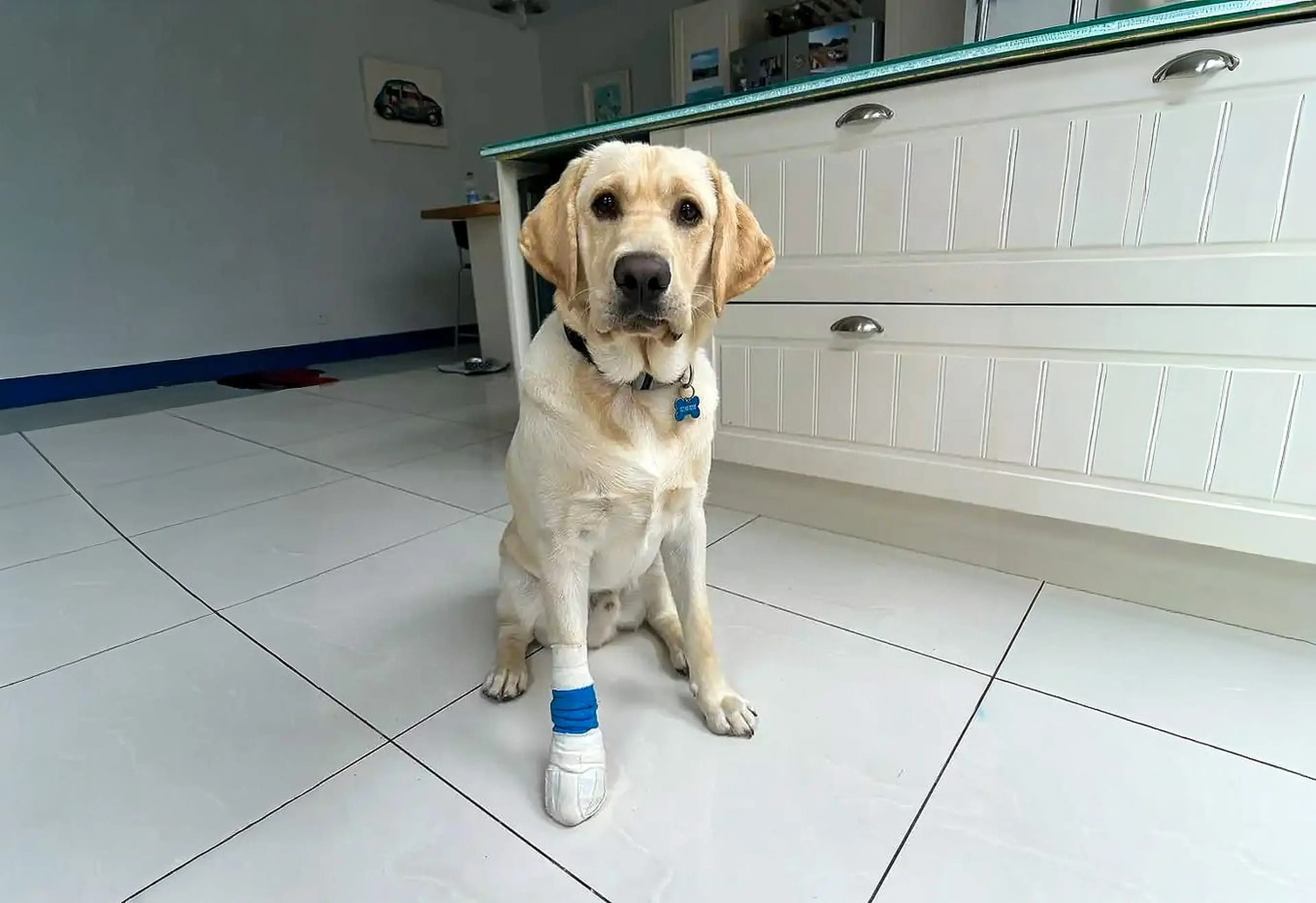 A cream-colored Labrador Retriever sits on a tiled garage floor wearing a blue collar and a white bandage on its front paw.