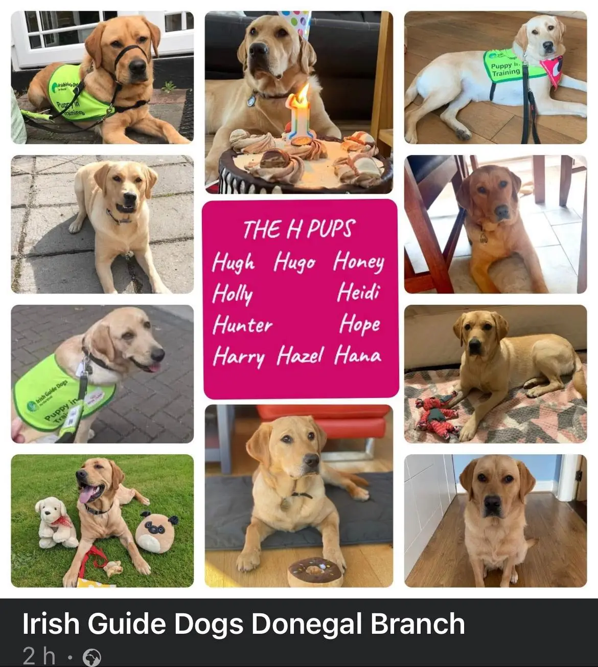 A collage of 10 Labrador Retriever puppies from Irish Guide Dogs Donegal Branch, each named with "H" names (Hugh, Hugo, Honey, Holly, Heidi, Hunter, Hope, Harry, Hazel, and Hana), 