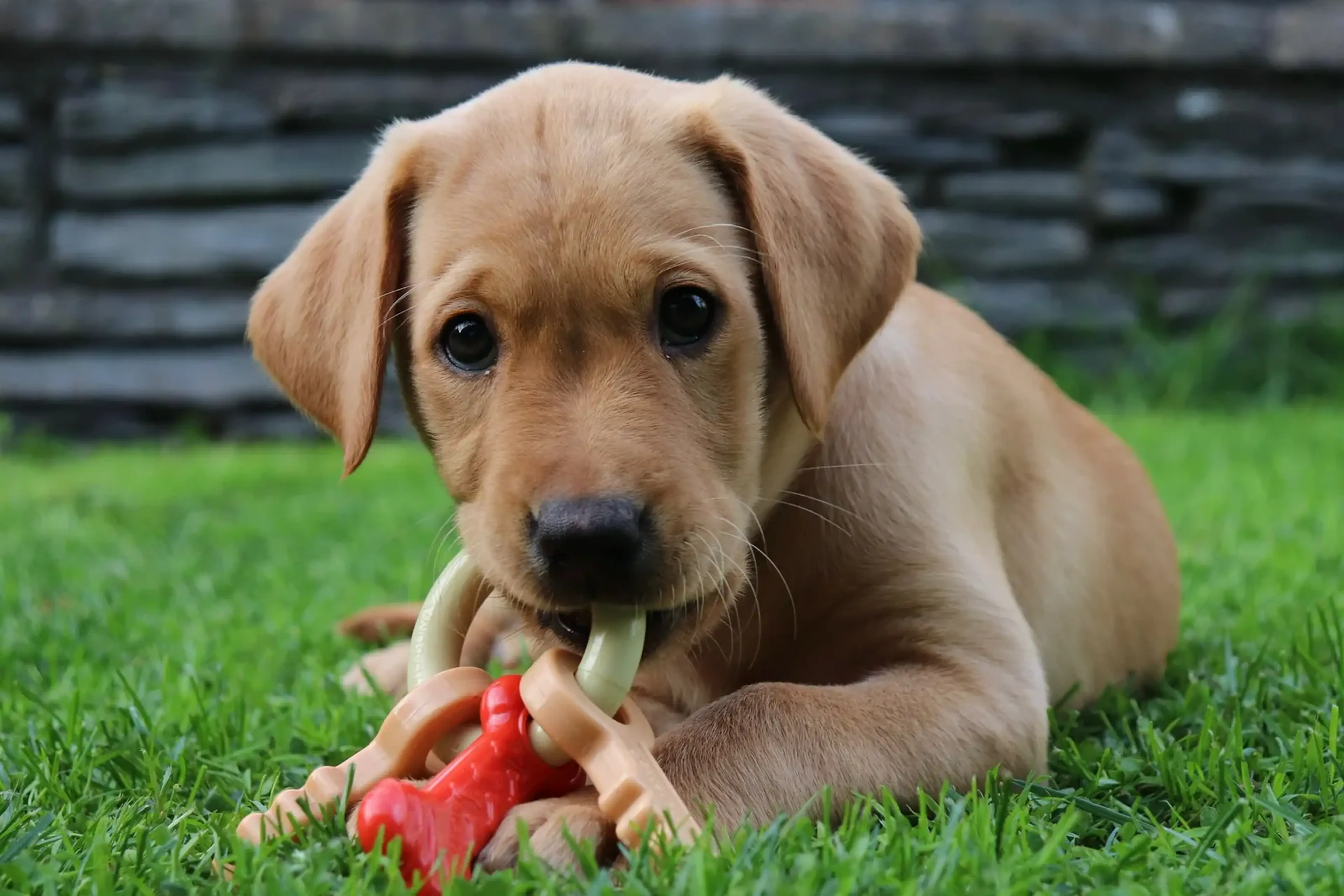 A light-colored Labrador Retriever lies on grass playing with a red toy while looking at the camera.