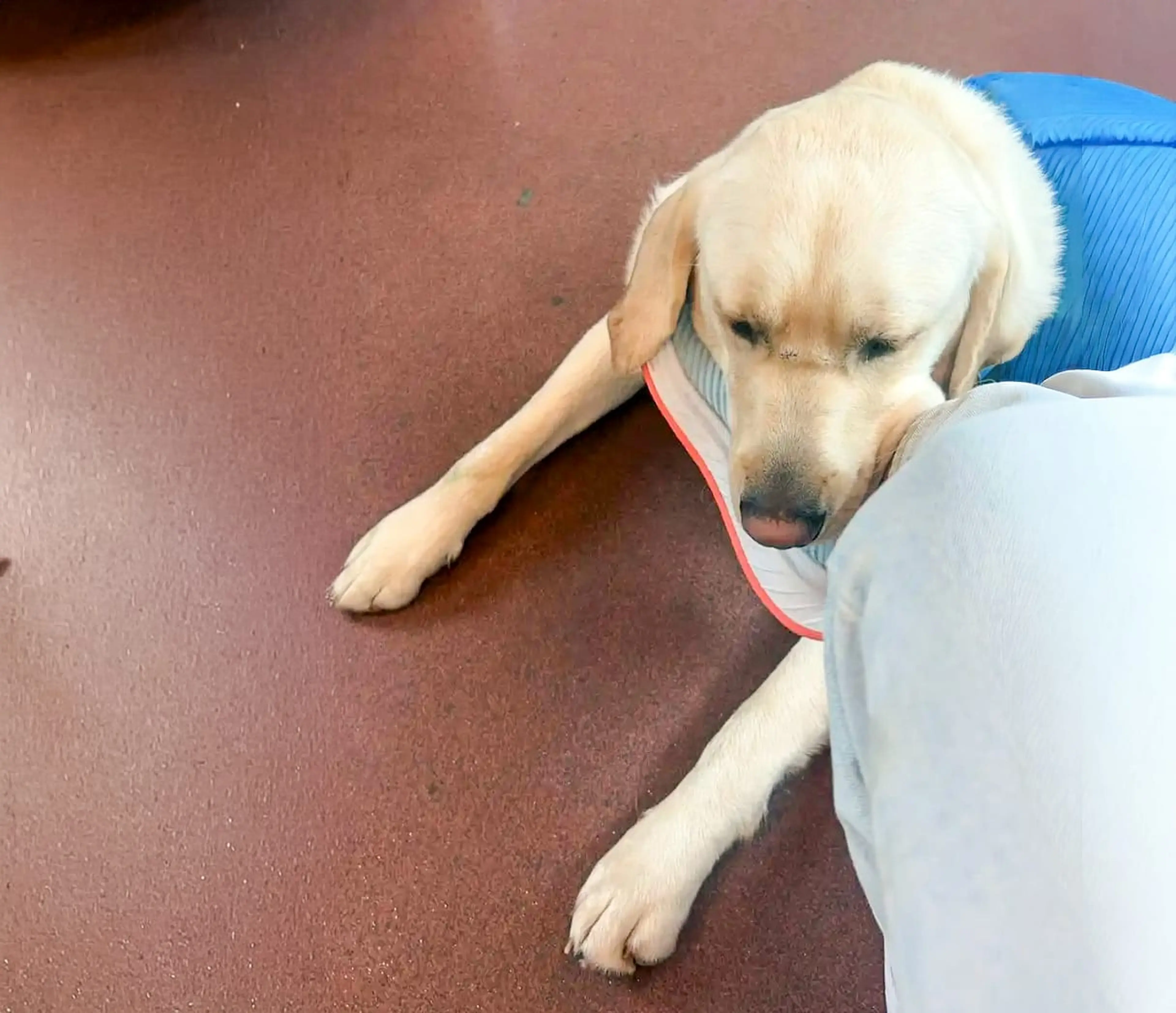 A light-colored Labrador Retriever wearing a red collar lies on a brown floor next to a person in a blue shirt.