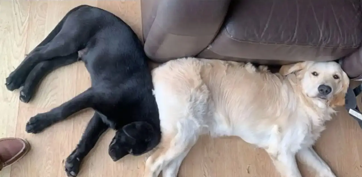 Two dogs, one black and one cream-colored, relax together on a wooden floor next to a person sitting on a gray couch.
