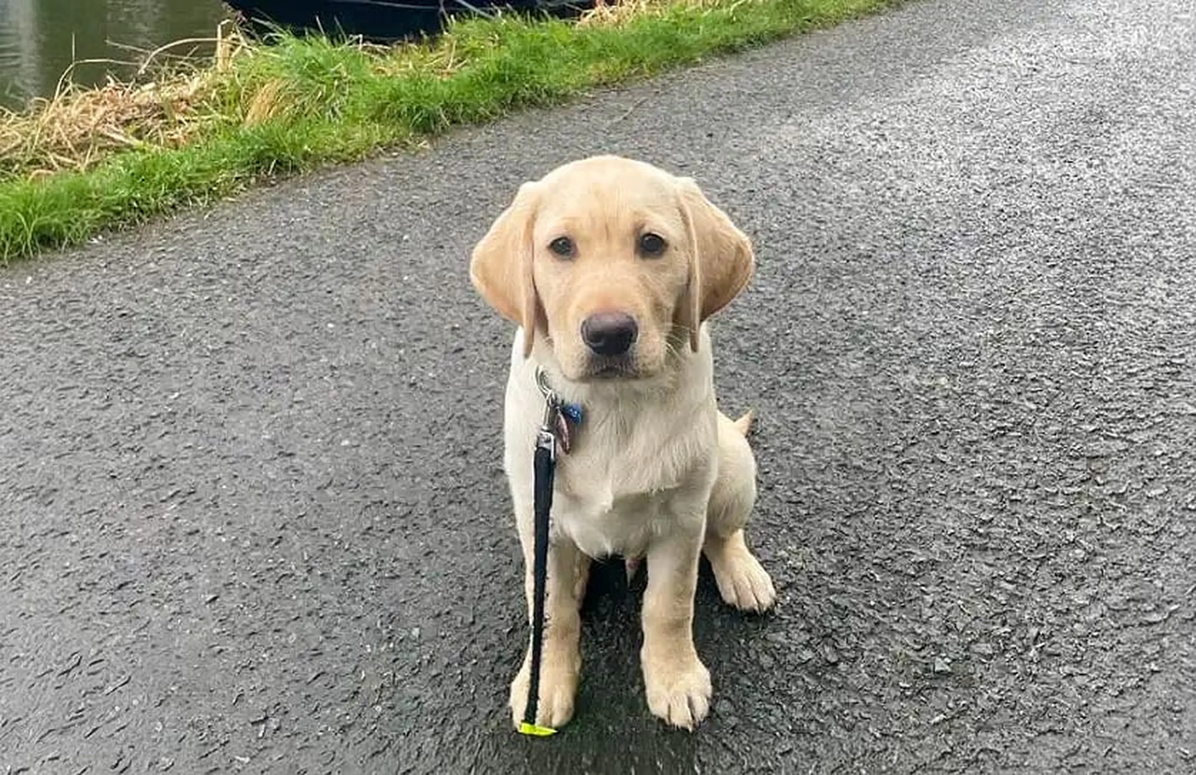 A cream-colored Labrador Retriever sits attentively on a paved path, wearing a black leash and collar, with grass and water visible in the background.
