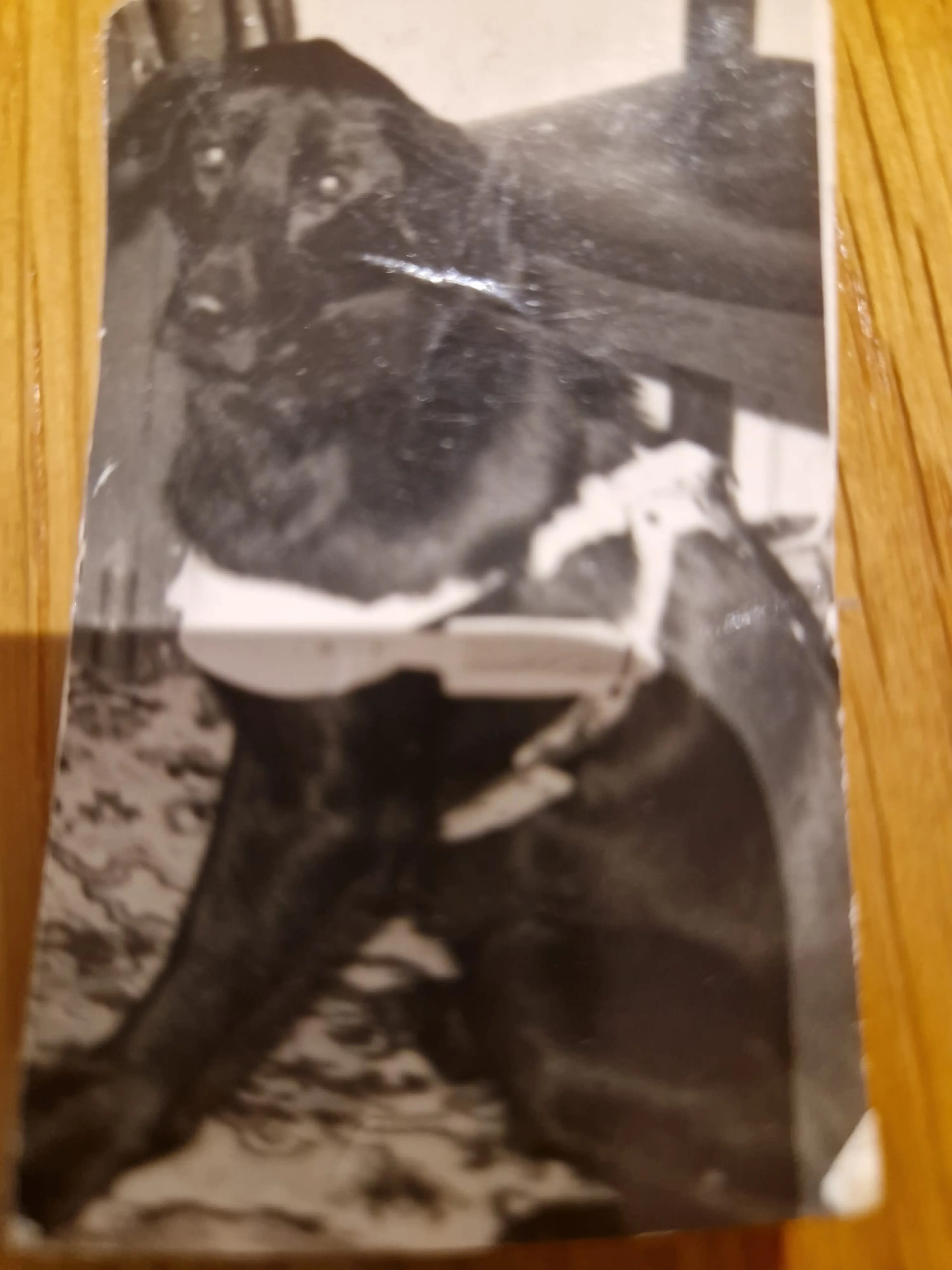 A black and white photograph showing a dog holding a white toy or object in its mouth, with what appears to be a wooden structure or fence in the background.