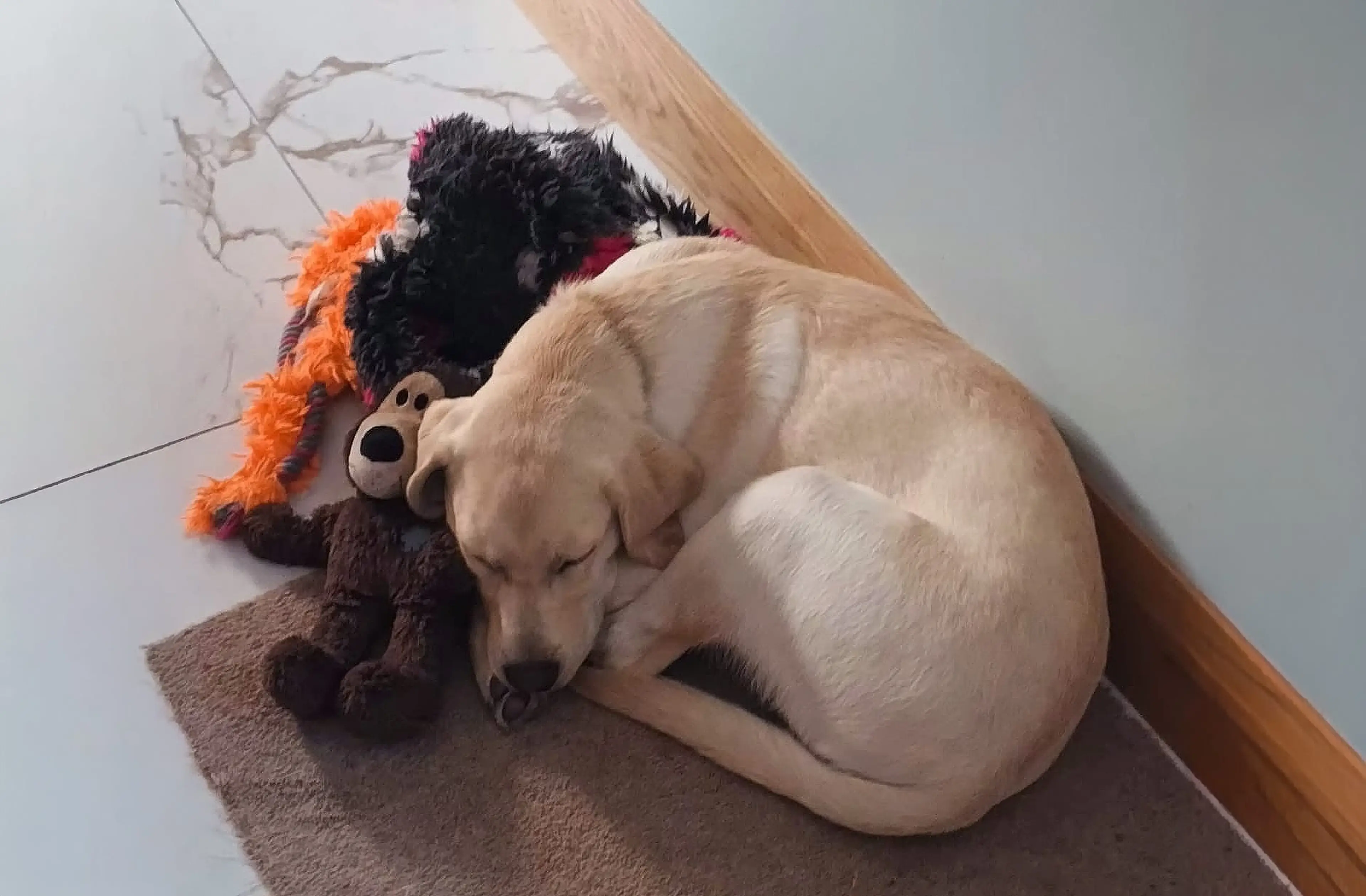 A white dog rests its head on a beige carpet next to colorful stuffed toys including a black puppet with orange and pink accents and a cream-colored teddy bear.
