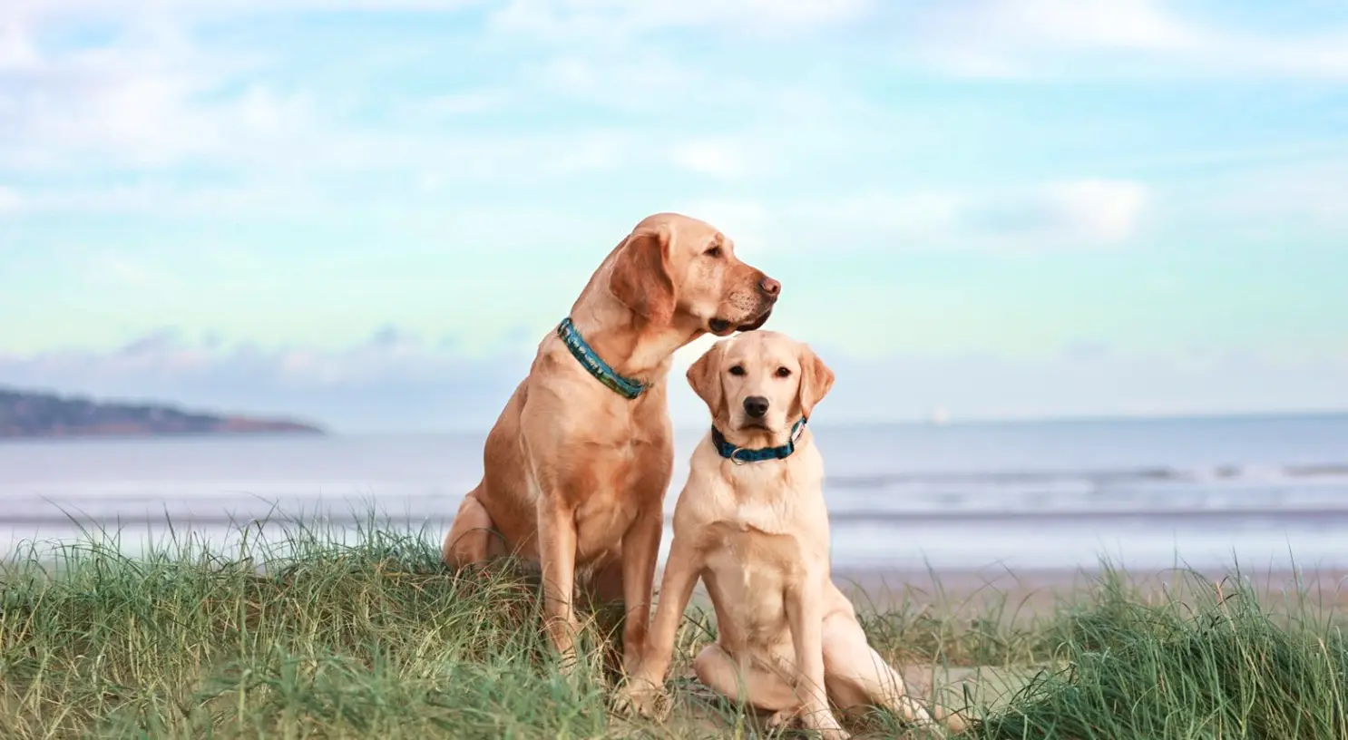 Two golden and yellow Labrador Retrievers sit together on a grassy beach overlooking the ocean under a blue sky.