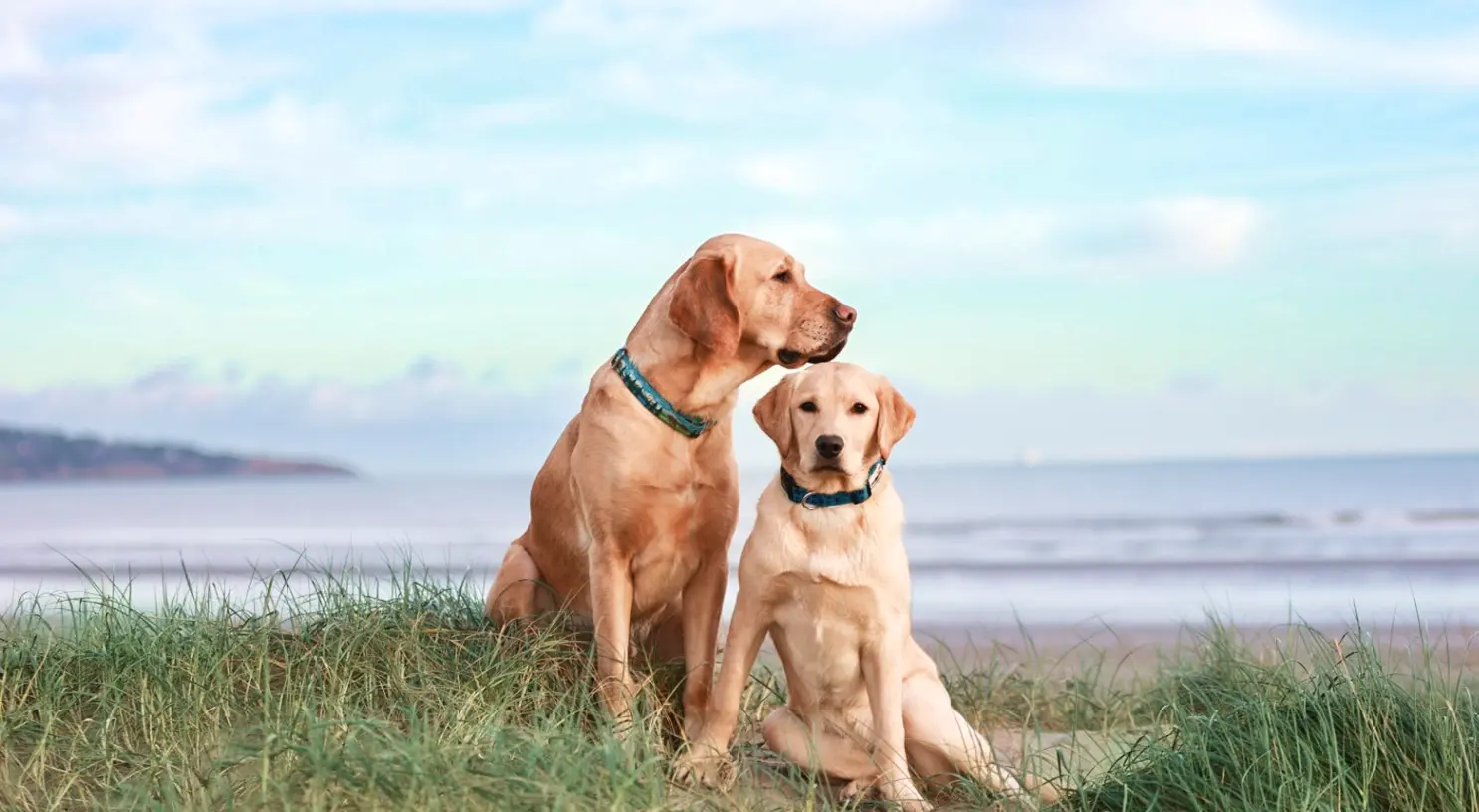 Two golden and yellow Labrador Retrievers sit together on a grassy beach overlooking the ocean under a blue sky.