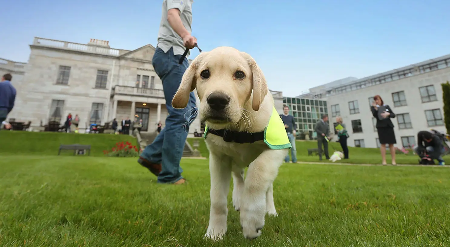 A yellow Labrador Retriever wearing a neon yellow service vest walks on a manicured lawn in front of a grand historic building, guided by its handler.