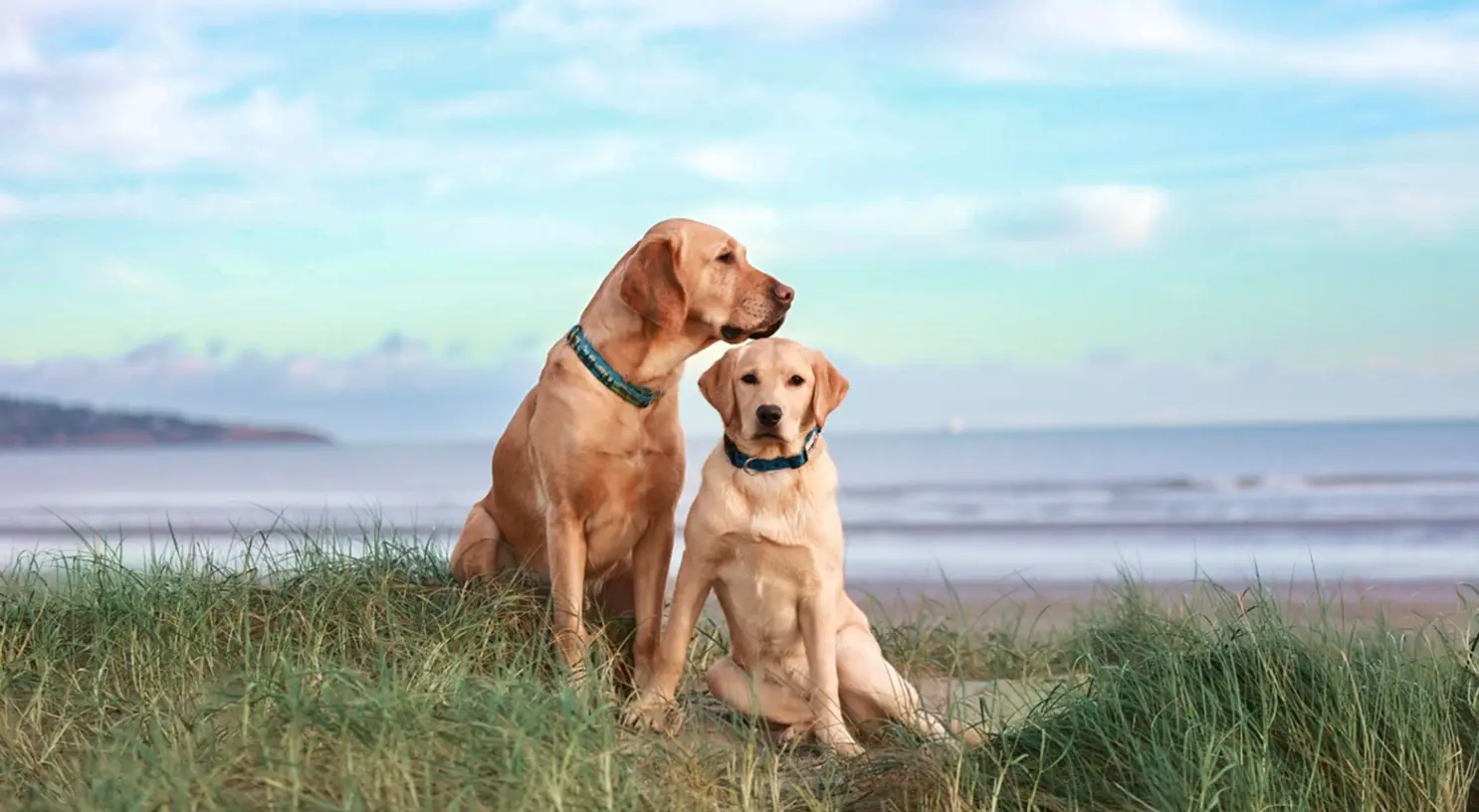 Two golden Labrador Retrievers wearing collars sit together on a grassy beach overlooking the ocean under a blue sky.
