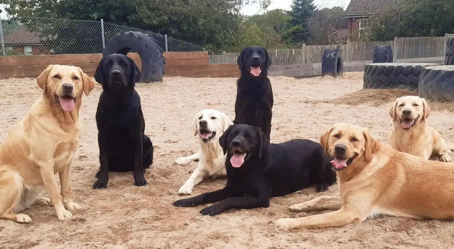A group of eight Labrador Retrievers, including yellow and black dogs, relaxes together on sandy ground in a secure outdoor enclosure surrounded by fencing and tires.
