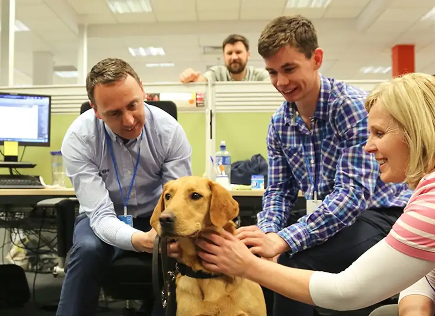 A group of four smiling people interact with a golden Labrador Retriever in a bright office environment with computer workstations and green partition walls.