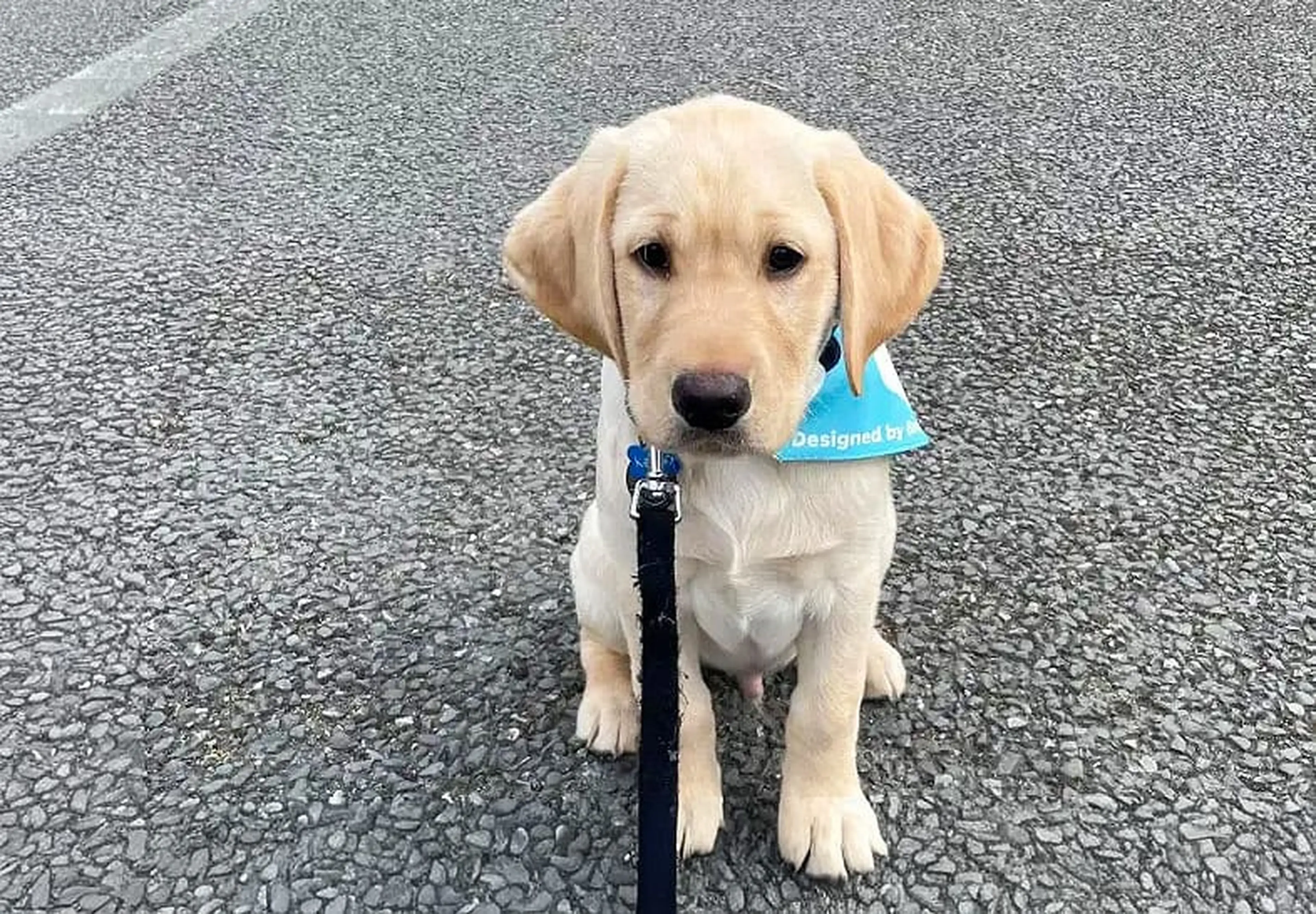 A cream-colored Labrador Retriever wearing a blue service dog vest sits attentively on a gray asphalt surface while holding a black leash.