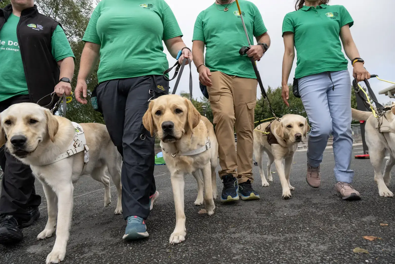 A group of people wearing matching green shirts walk three yellow Labrador Retriever service dogs on leashes during an outdoor event.