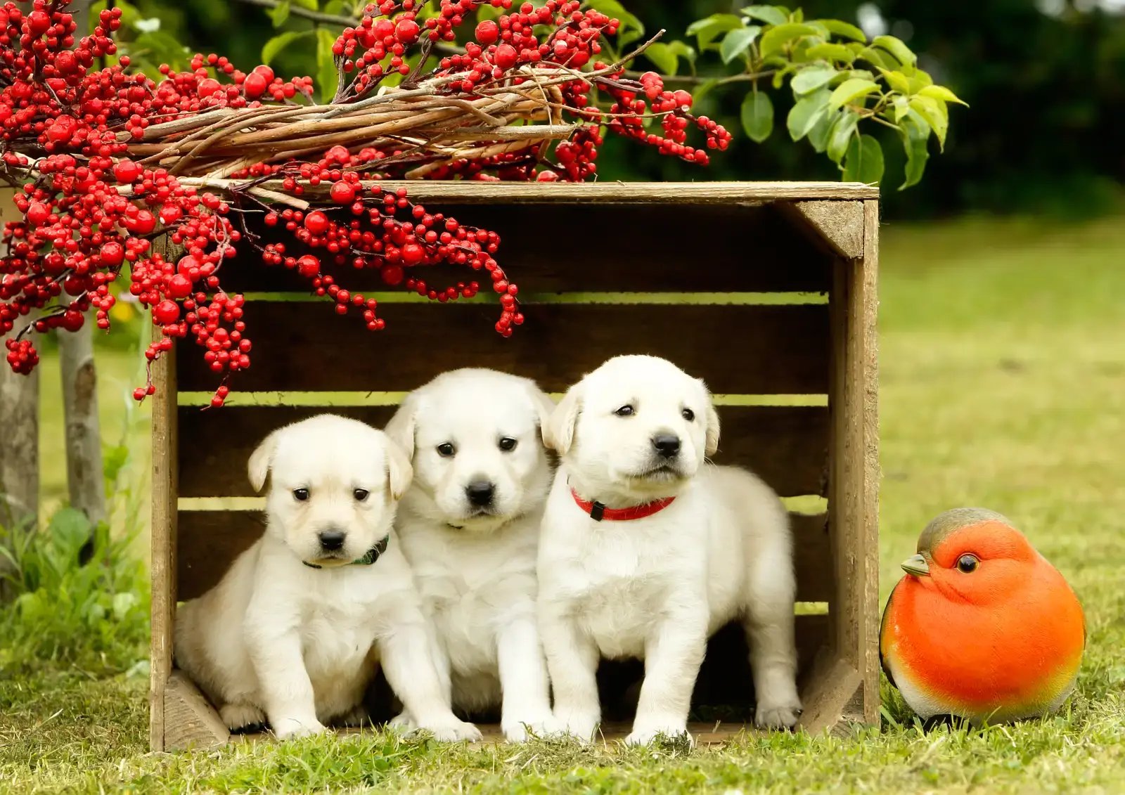 Three white Labrador puppies sit together in a wooden crate in a garden, with red rowan berries hanging above and a red robin nearby.