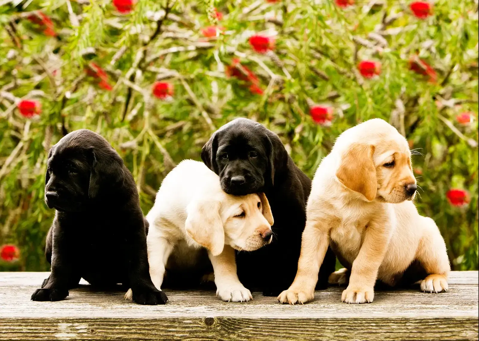 Five Labrador Retriever puppies in different colors—black, yellow, and chocolate—sit together on a wooden platform with a blooming garden of red flowers in the background.