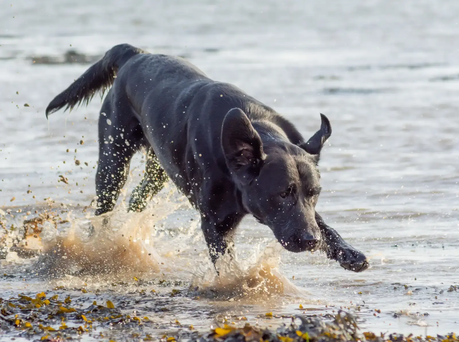 A dark-colored dog runs through shallow ocean waves, kicking up spray and sand as it plays in the water.