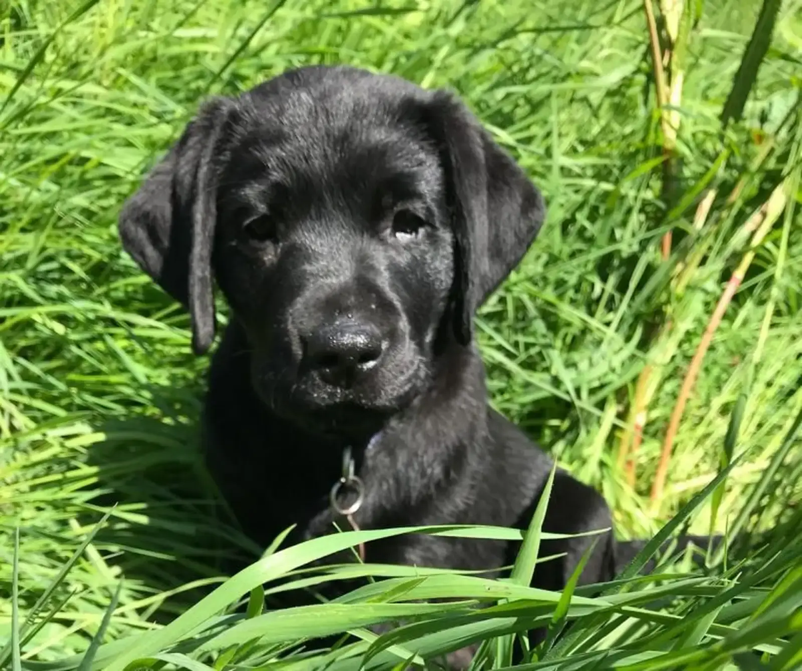 A black Labrador Retriever sits attentively in tall green grass, wearing a collar with a tag.