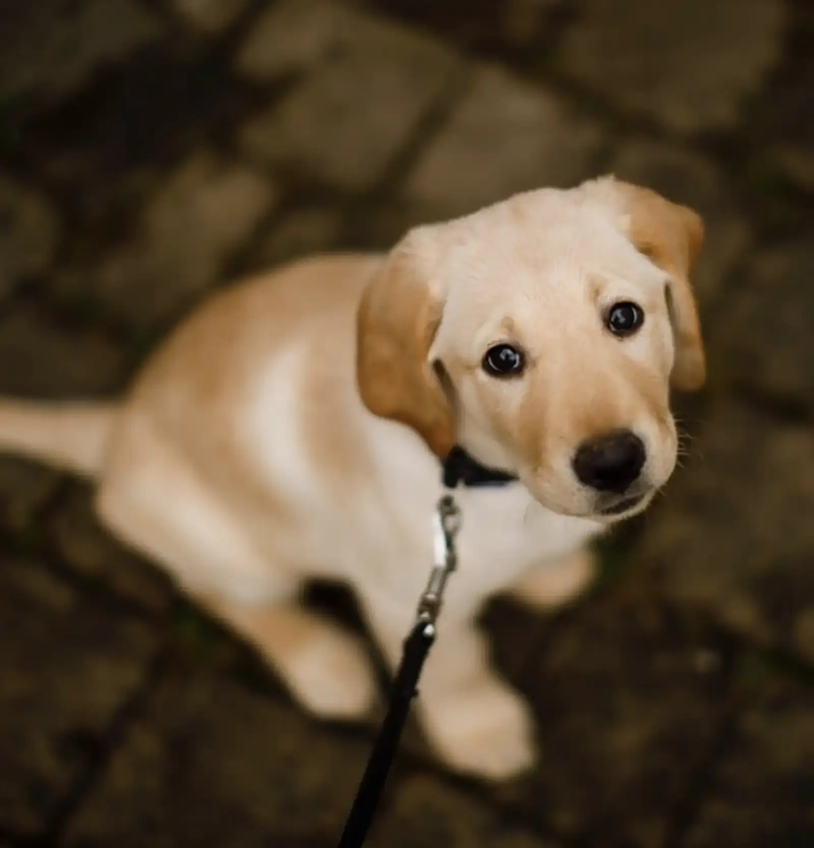 A yellow Labrador Retriever with a white and tan coat sits on a blurred stone background while looking up at the camera, wearing a black collar and leash.