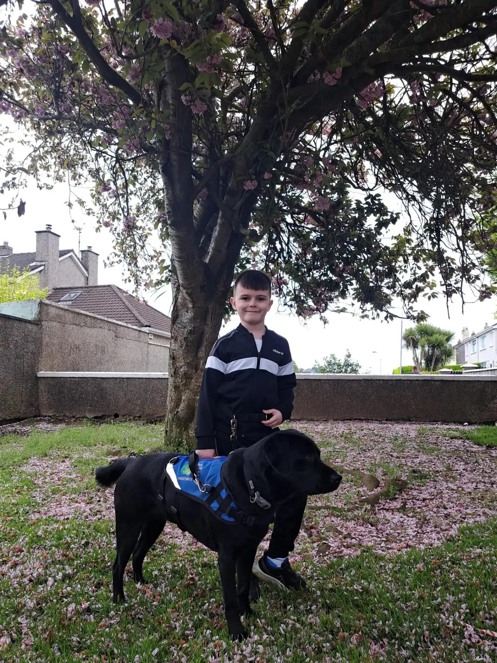 A young boy in a black and white jacket stands with a black dog wearing a blue harness beneath a flowering tree in a residential garden.