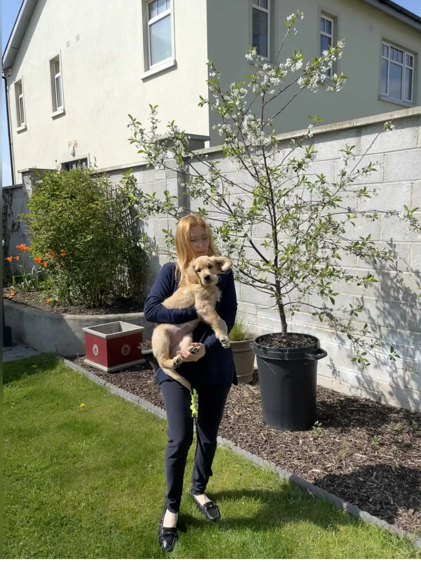 A woman holding a light-colored dog stands in a sunny backyard garden next to a potted tree, with a modern house and white block wall in the background.