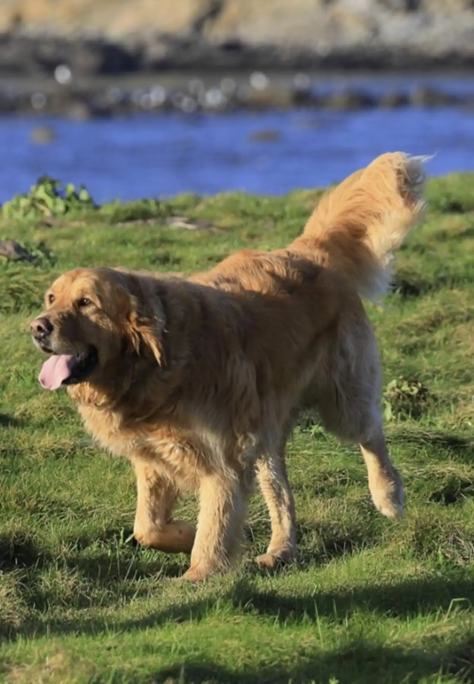 A brown and tan dog with its tongue out stands on green grass near blue water, with its tail raised.