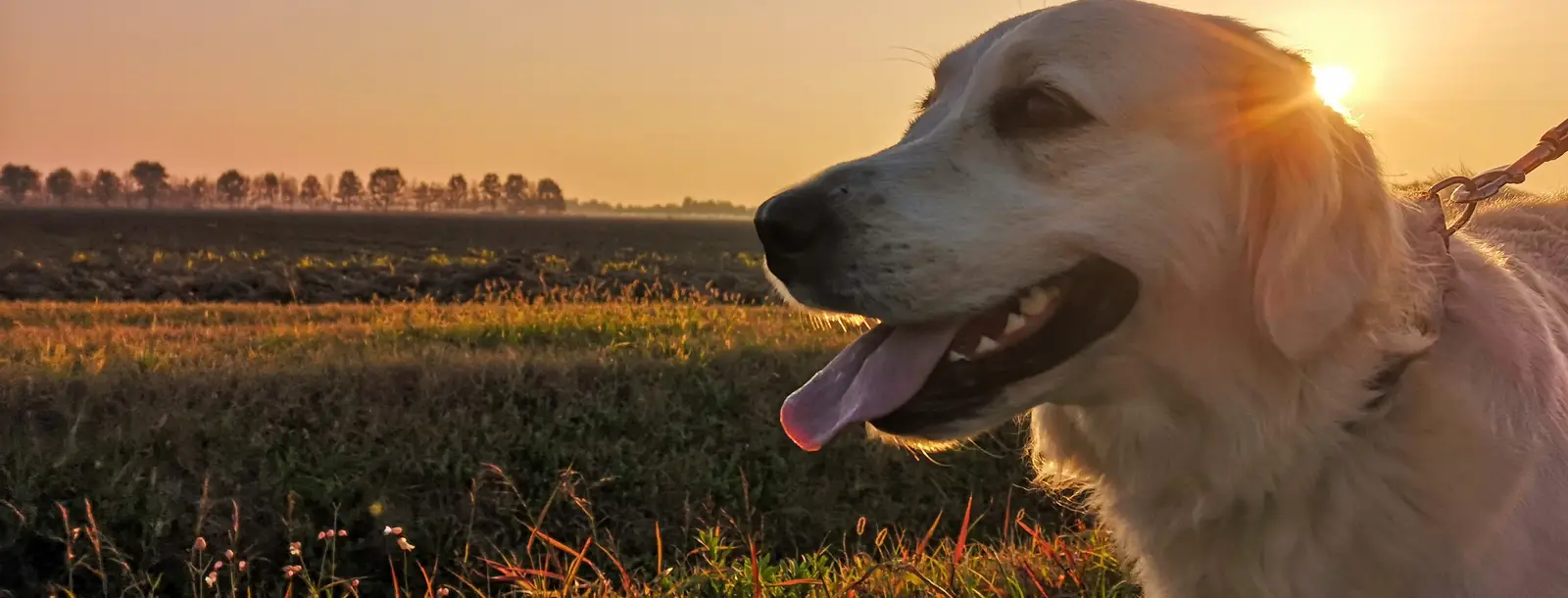 A white dog with its tongue out enjoys a sunset in a vast field, with trees lining the horizon under a golden sky.