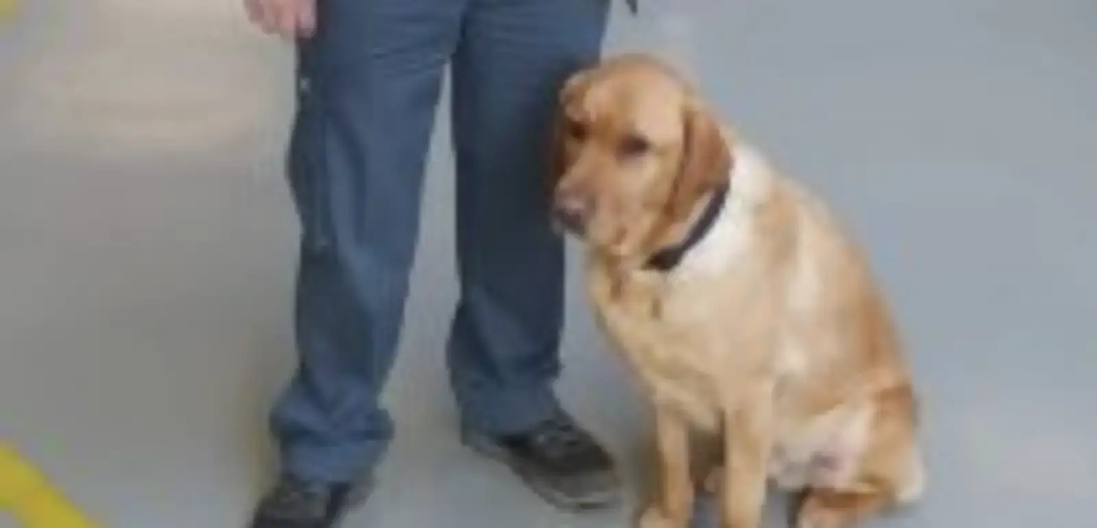 A yellow Labrador Retriever wearing a dark collar sits attentively beside a person wearing blue jeans and dark shoes.