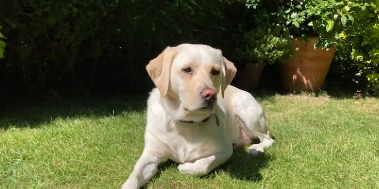 A cream-colored Labrador Retriever lies on green grass in a sunny garden, surrounded by dark green foliage and hedges.