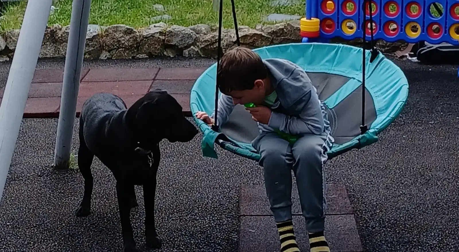 A young child sits in a turquoise swing while a black dog stands nearby on a playground with colorful play structures in the background.