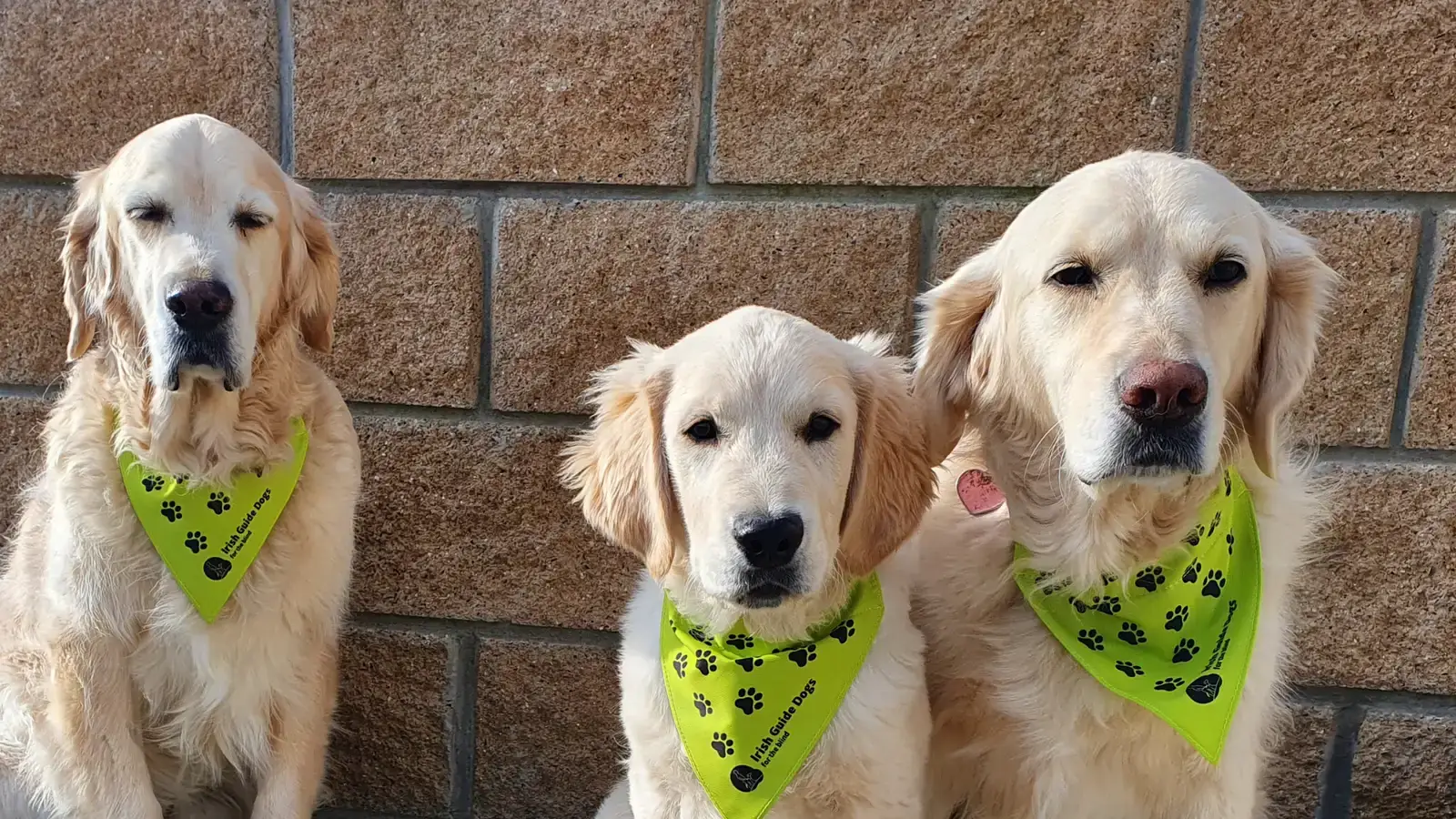 Three cream-colored Golden Retrievers wearing bright green bandanas with paw print patterns sit in a row against a brown brick wall.