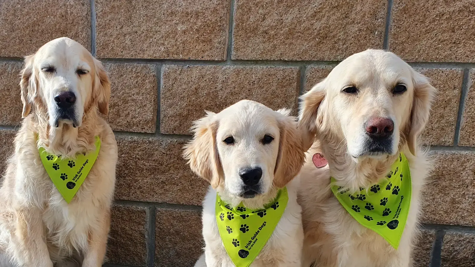 Three cream-colored Golden Retrievers wearing bright green bandanas with paw print patterns sit in a row against a brown brick wall.