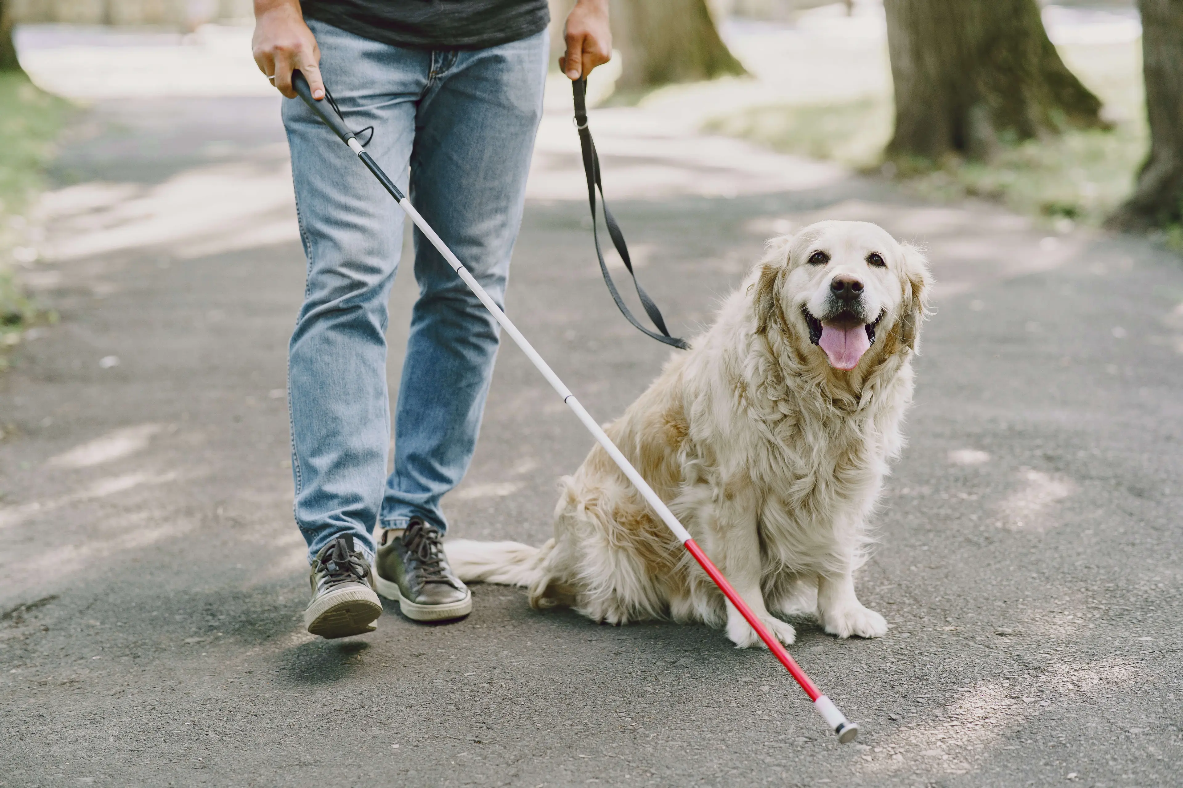 A person walking a happy, smiling golden retriever on a leash down a dirt path in a forest setting.