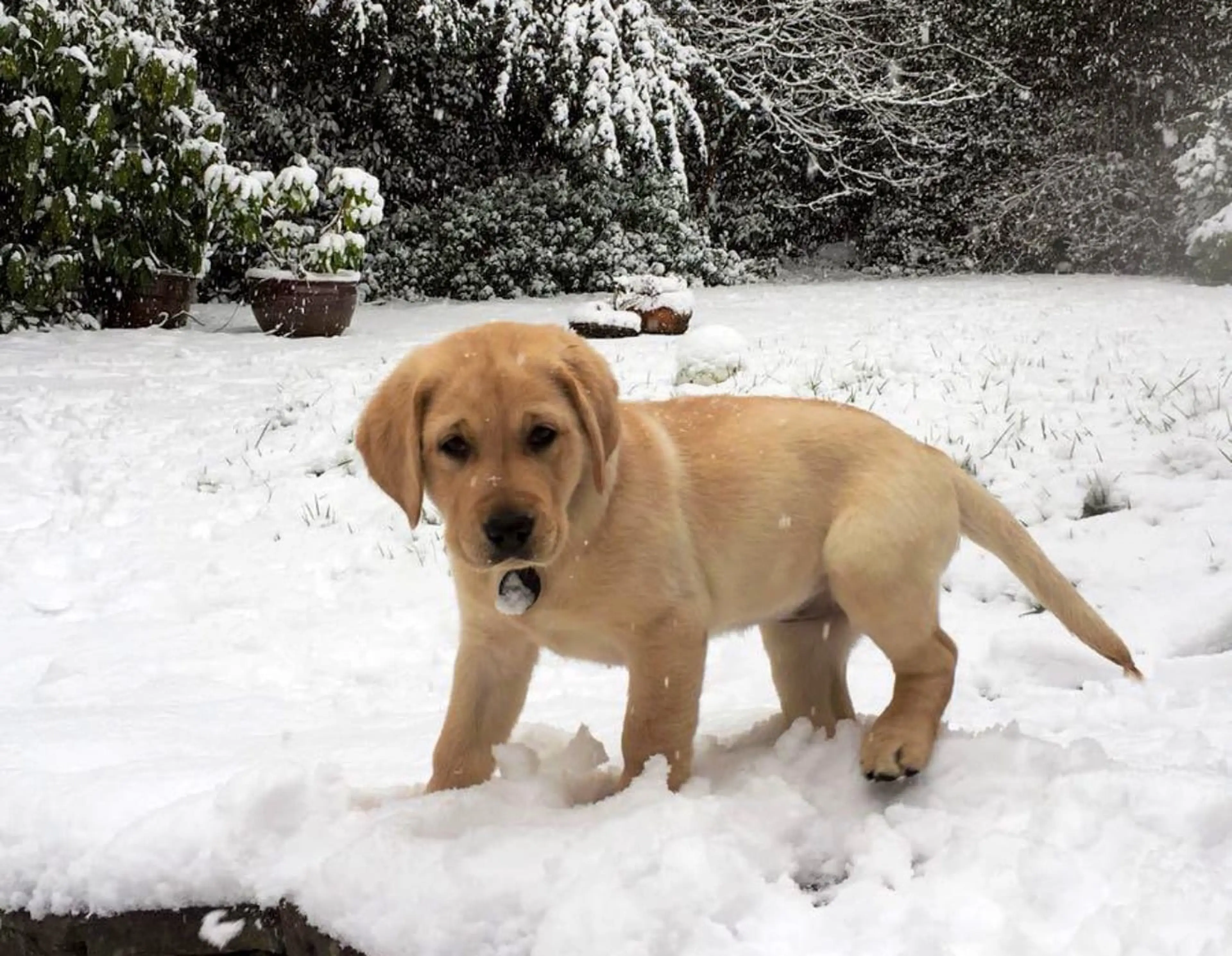 A golden Labrador Retriever stands in a snowy backyard surrounded by snow-covered evergreen trees and potted plants.