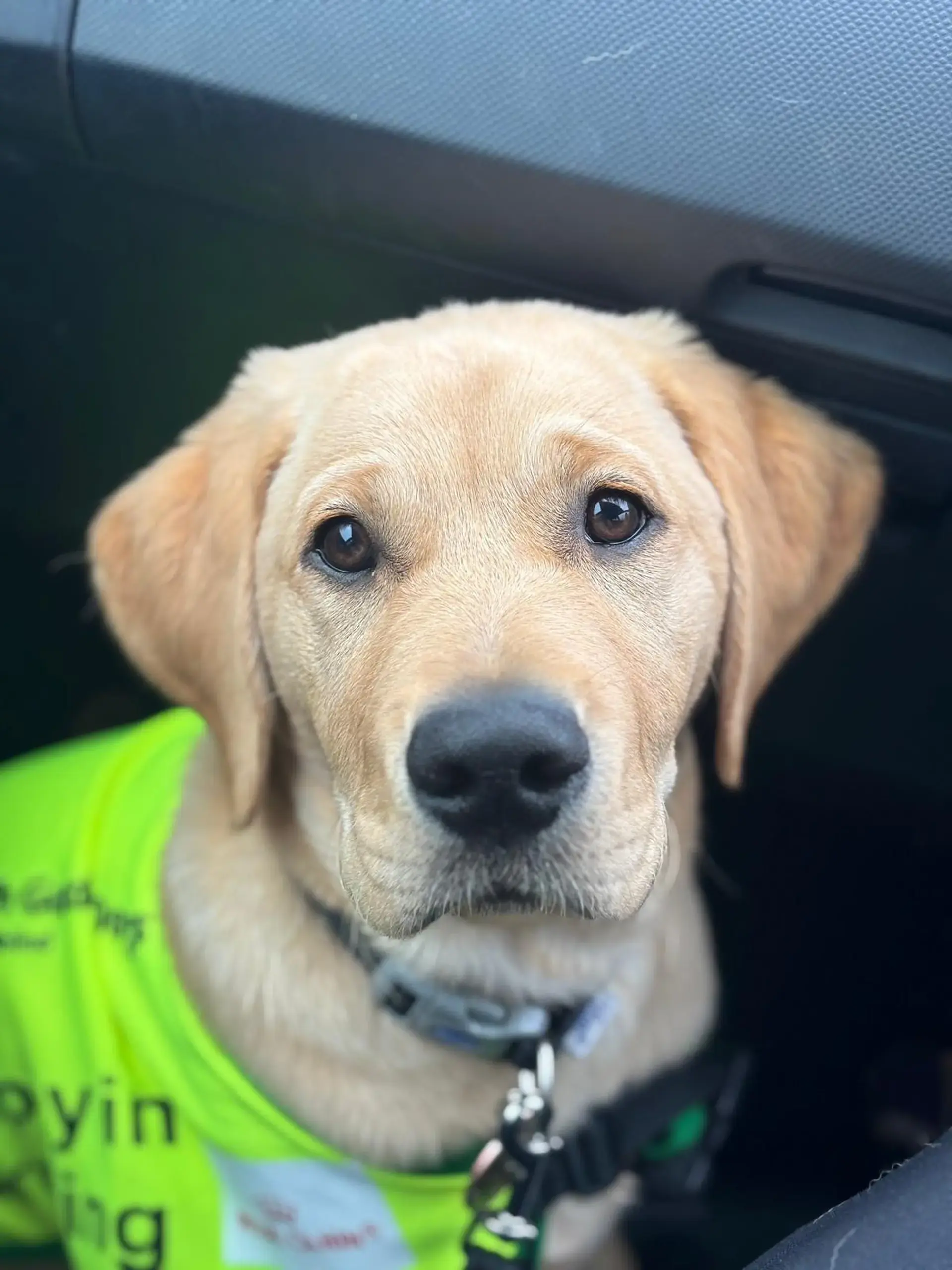 A yellow Labrador Retriever wearing a bright neon yellow service vest and black collar sits in a vehicle, looking directly at the camera with a calm, attentive expression.