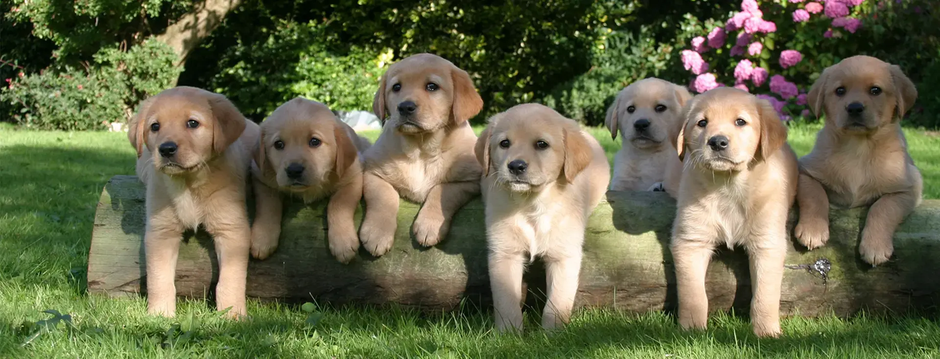 Seven Labrador puppies sitting on a log in a garden, surrounded by greenery and pink flowers, looking attentively at the camera.