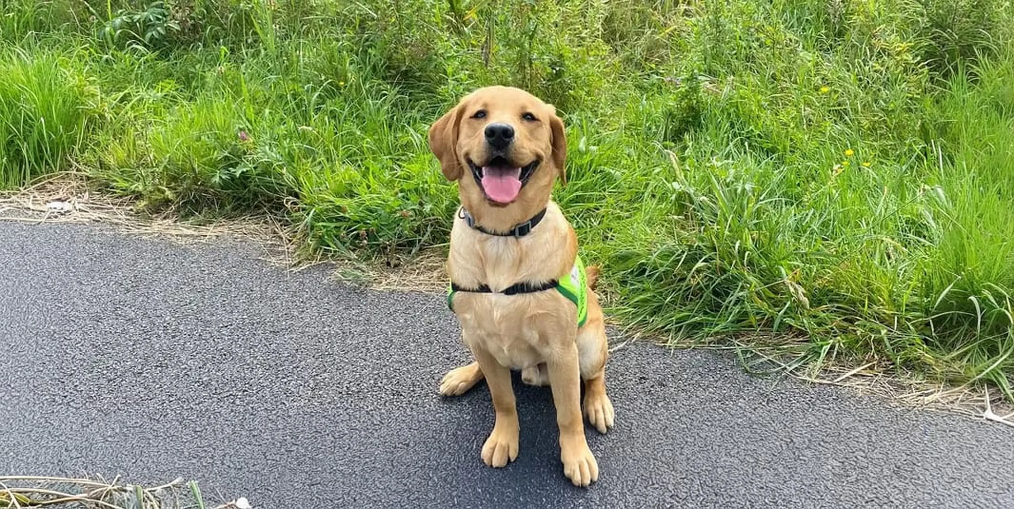 A happy yellow Labrador Retriever sits on a paved path wearing a black harness and collar, with lush green vegetation visible in the background.