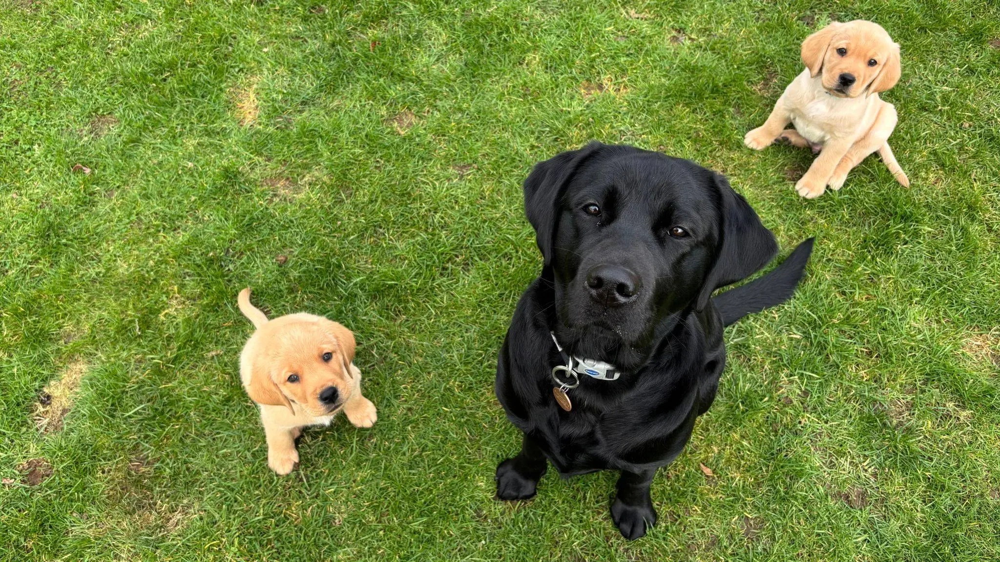 Three Labrador Retrievers of different ages—a black adult dog wearing a collar and two yellow/cream-colored younger dogs—sit together on green grass viewed from above.