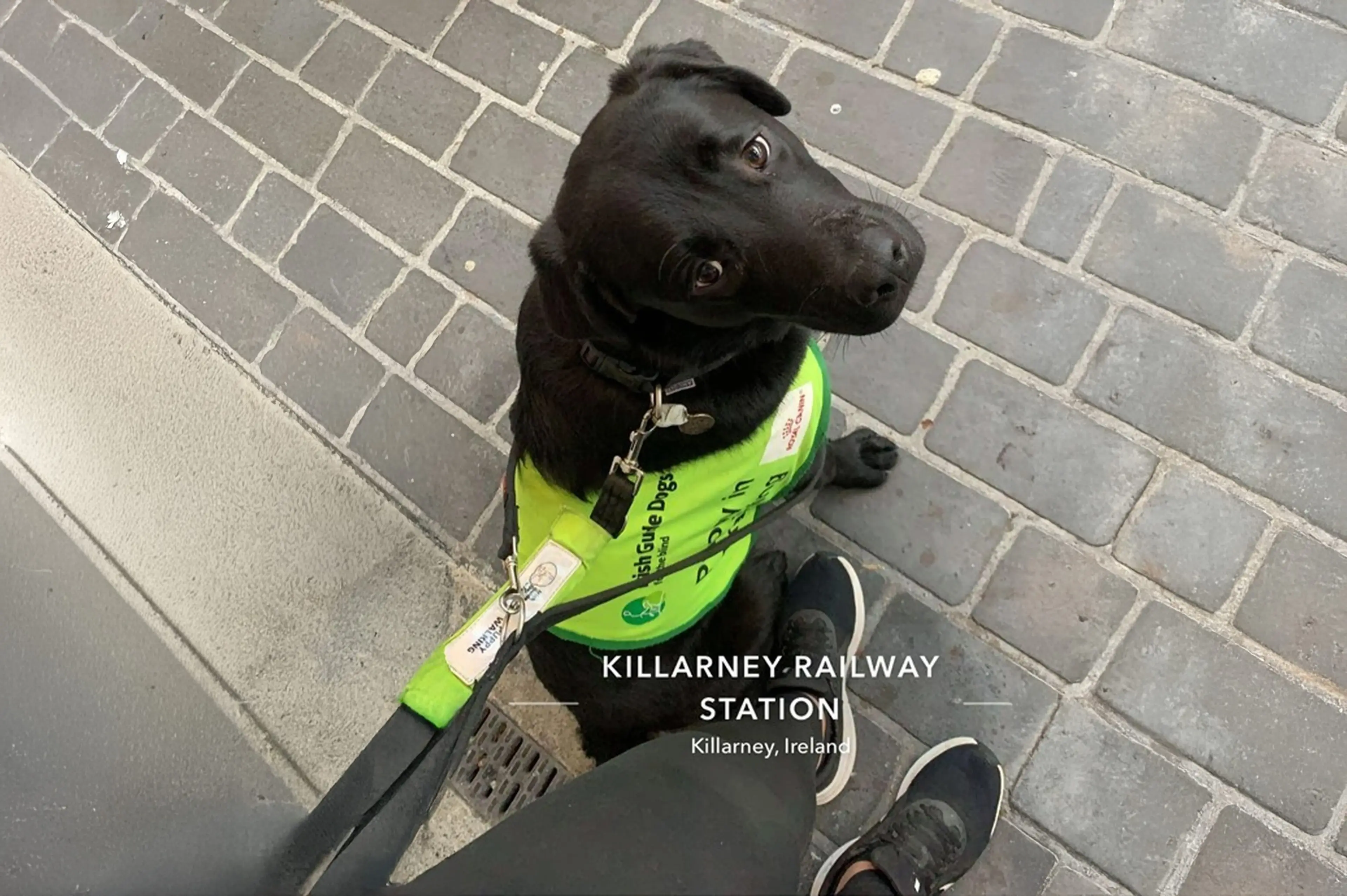 A black dog wearing a bright green service vest sits on a brick pavement at Killarney Railway Station in Ireland, looking up at the camera.