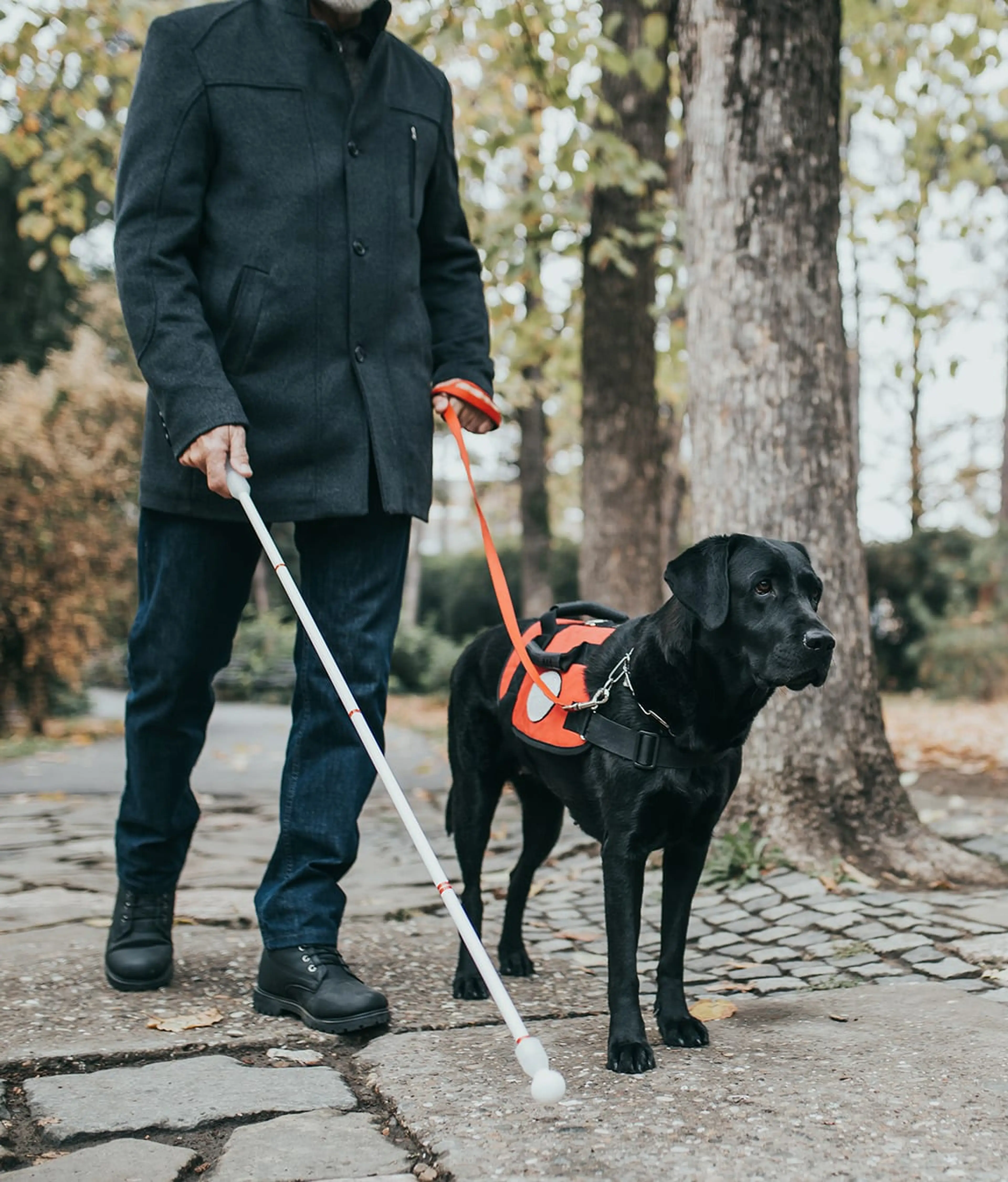 A person in a black coat and boots is walking alongside a black Labrador retriever wearing a bright orange harness in a wooded setting.