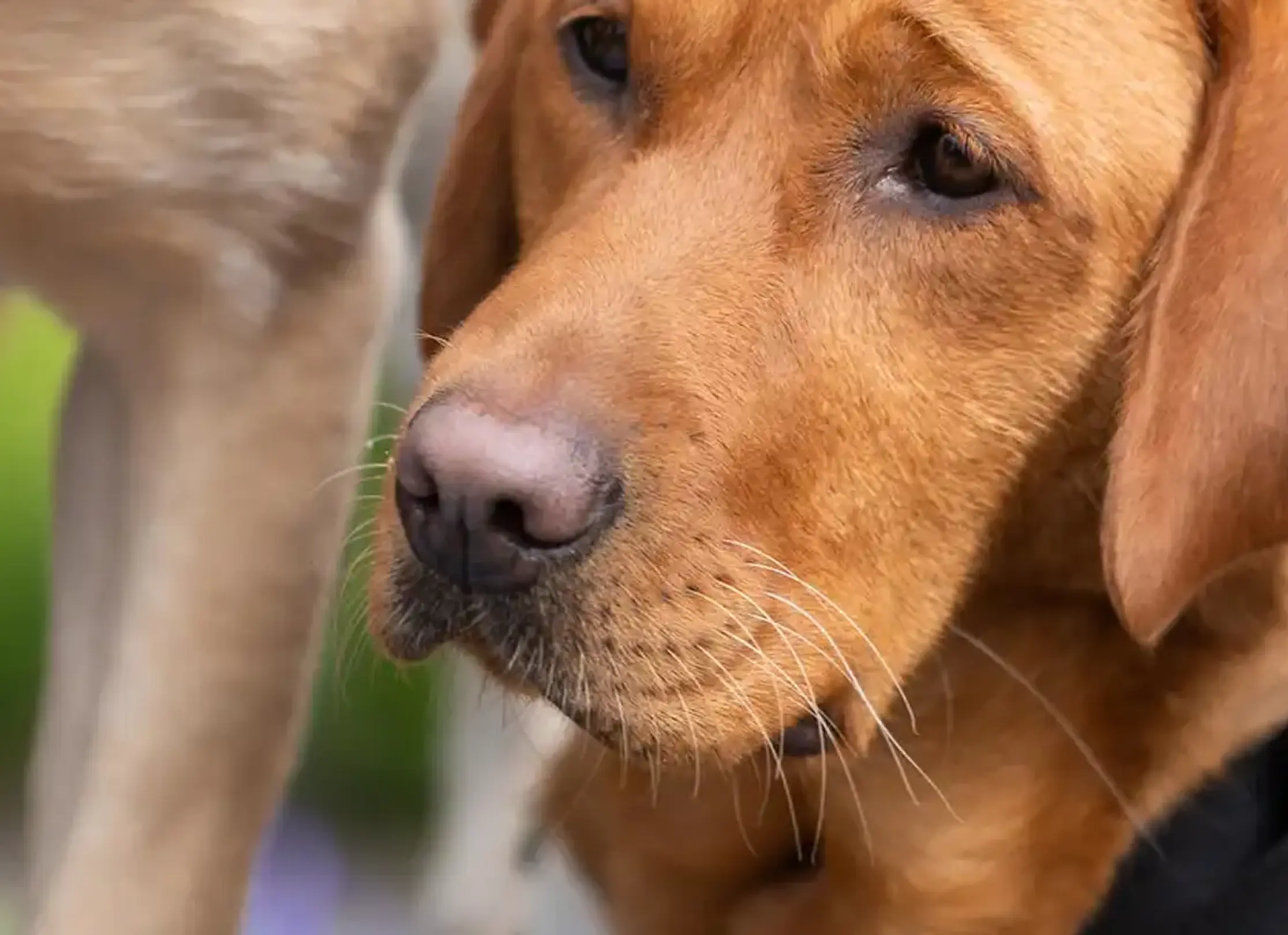 A close-up profile of a reddish-brown dog's face showing its nose, whiskers, and calm expression.