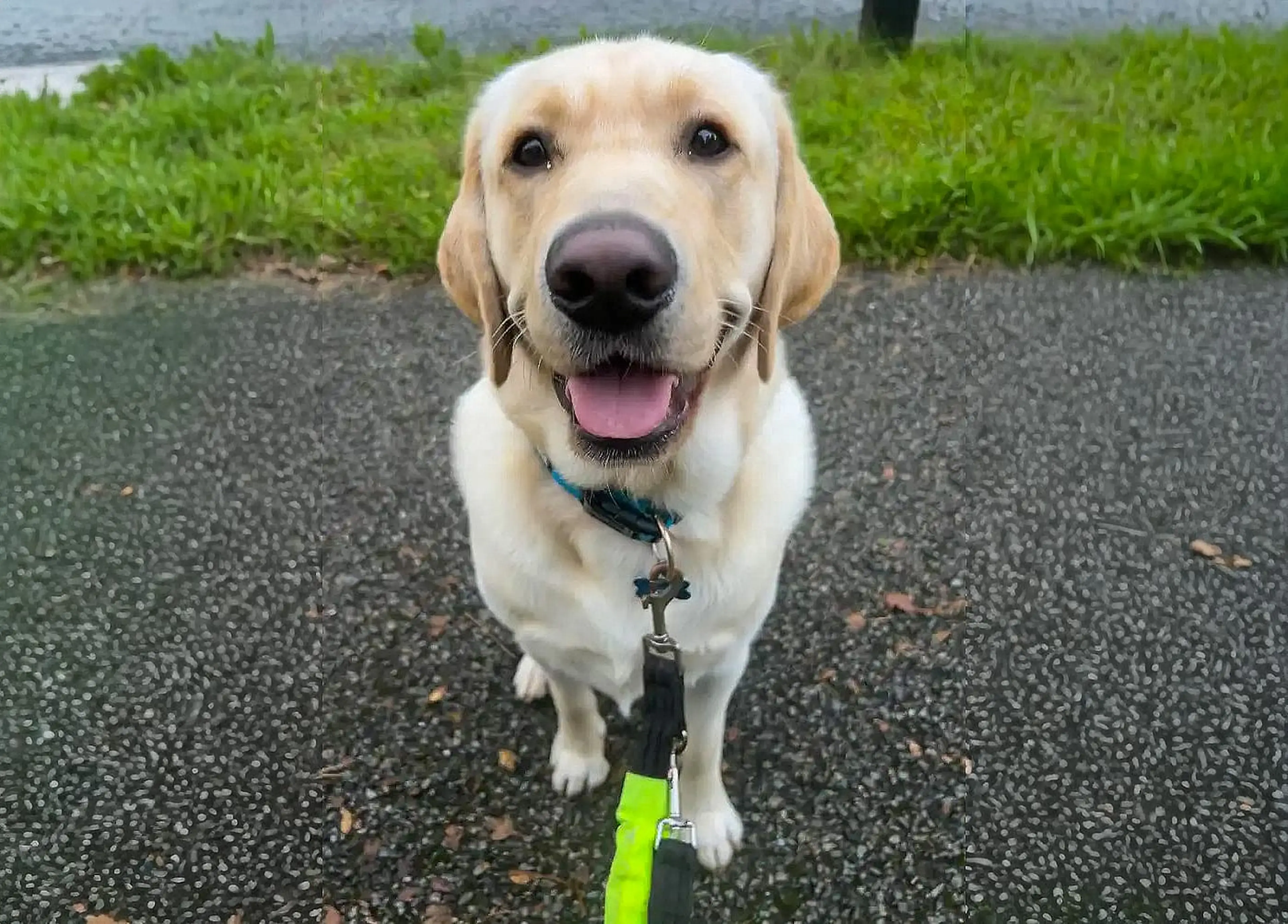 A happy cream-colored Labrador Retriever on a leash with its tongue out, standing on a paved path with green grass in the background.