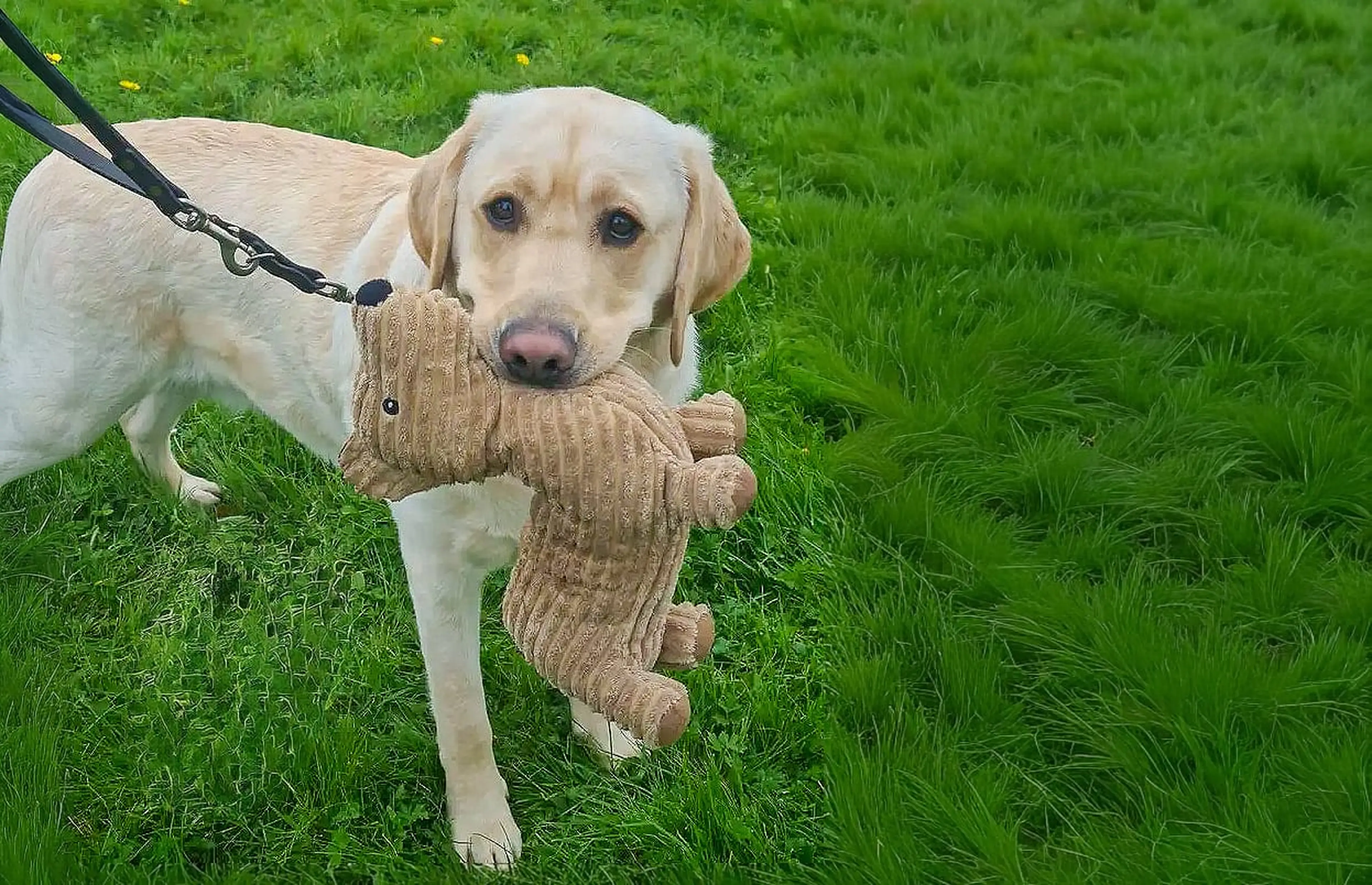 A cream-colored Labrador Retriever on a black leash carries a brown rope toy in its mouth while standing on green grass.