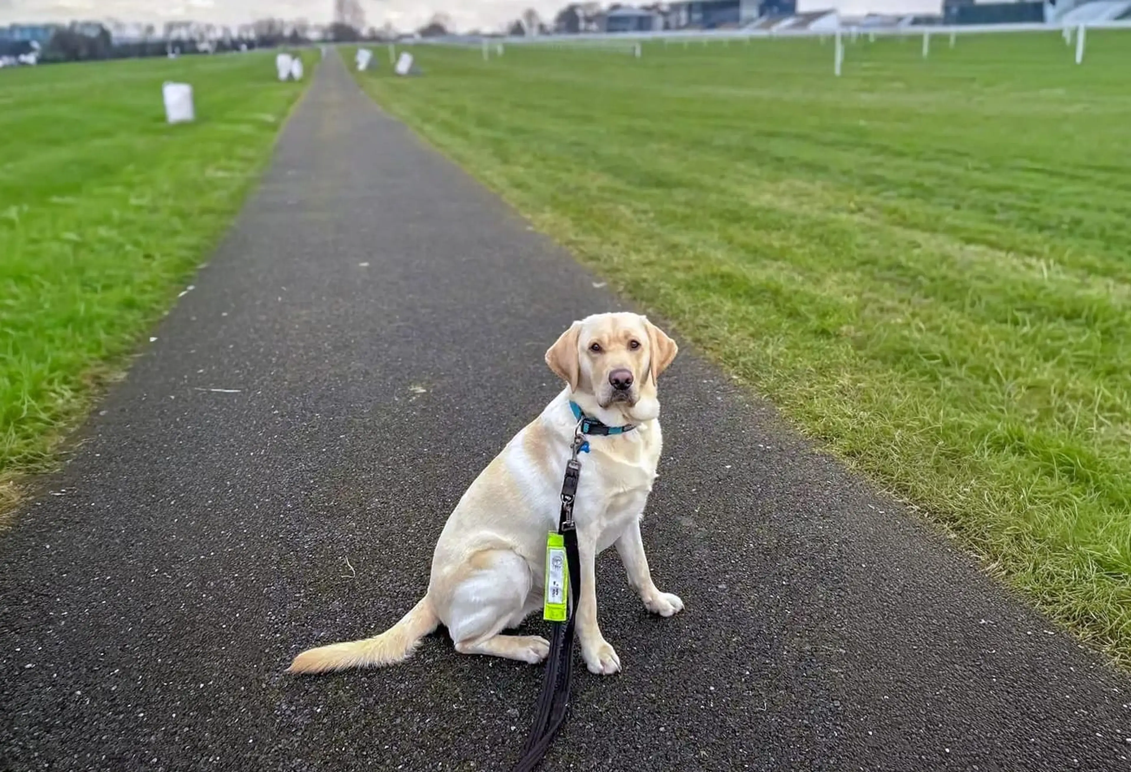 A cream-colored Labrador Retriever sits attentively on a dark asphalt path lined by green grass fields, wearing a blue collar and black harness with a bright green safety badge.