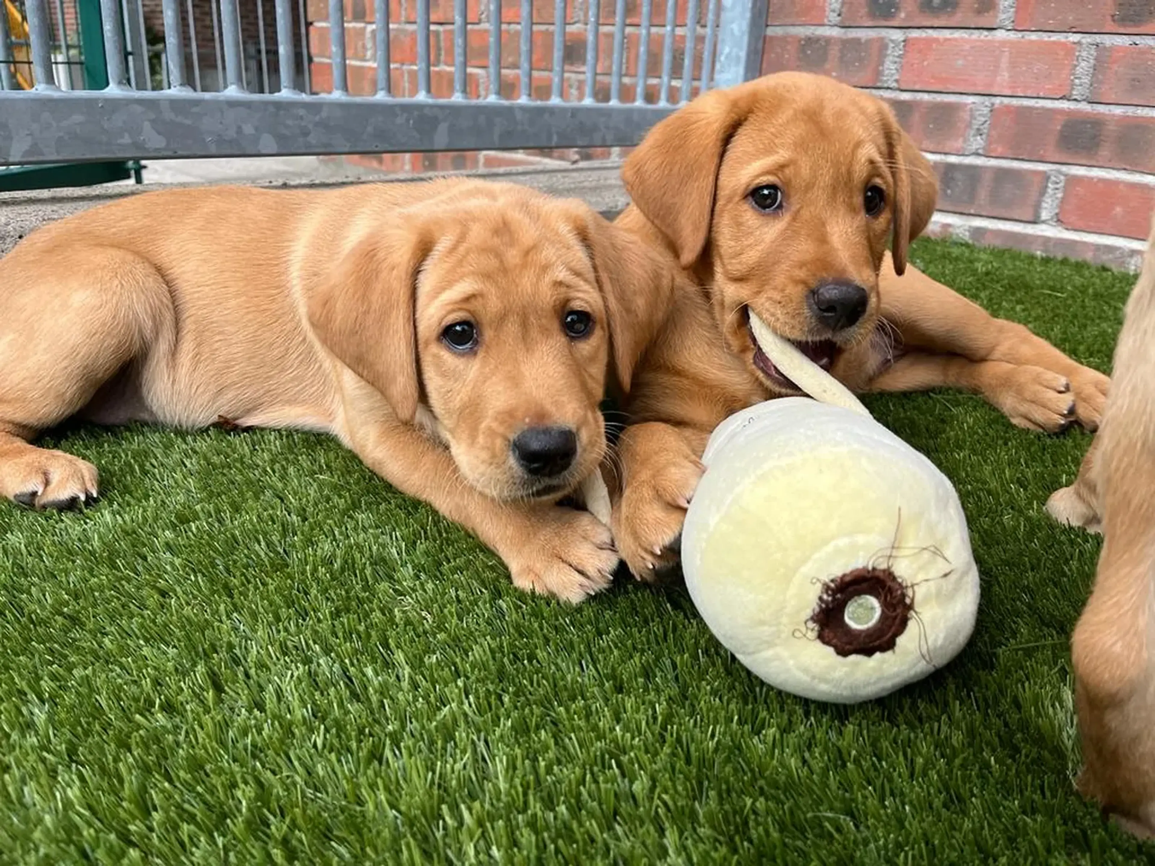 Two golden Labrador Retrievers relax on artificial grass in a patio area, with one dog playfully interacting with a white cone toy.