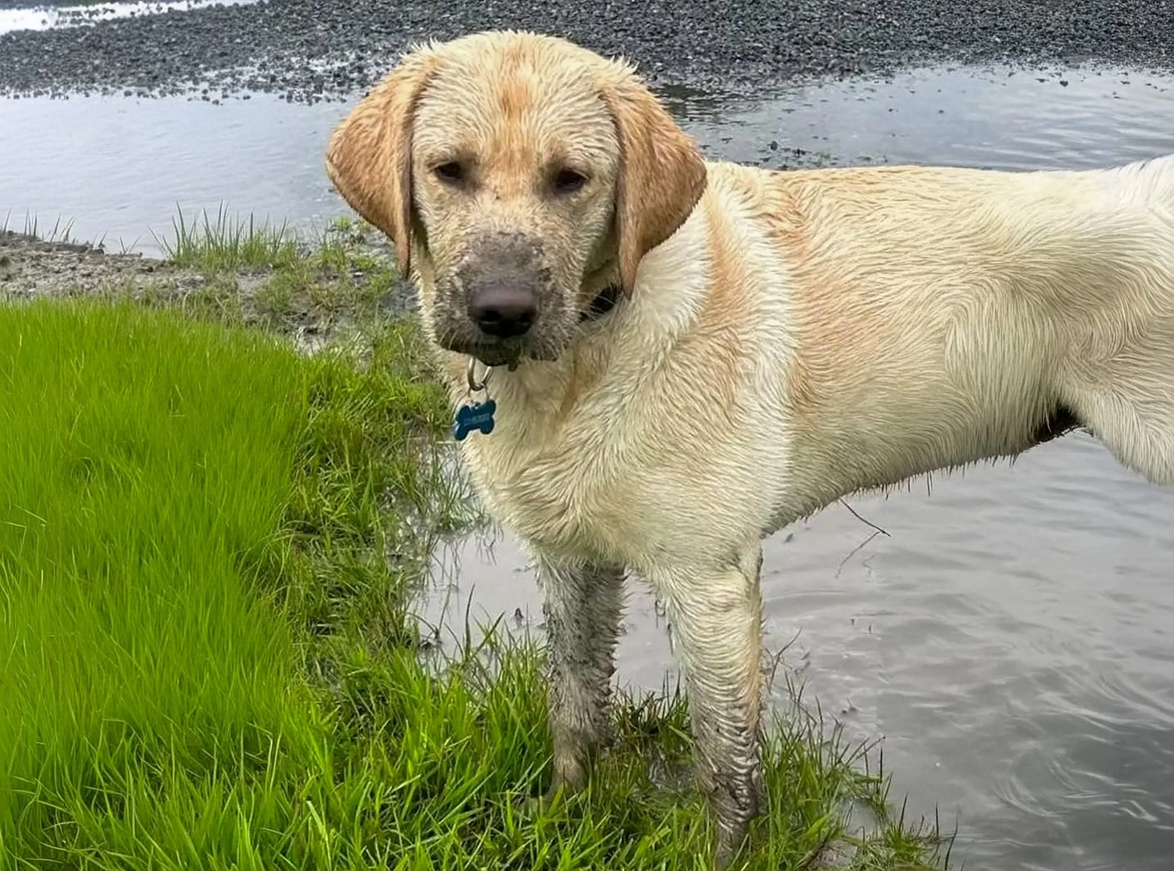 A yellow Labrador Retriever stands in shallow water at the edge of a grassy marsh, wearing a blue collar tag and looking toward the camera.