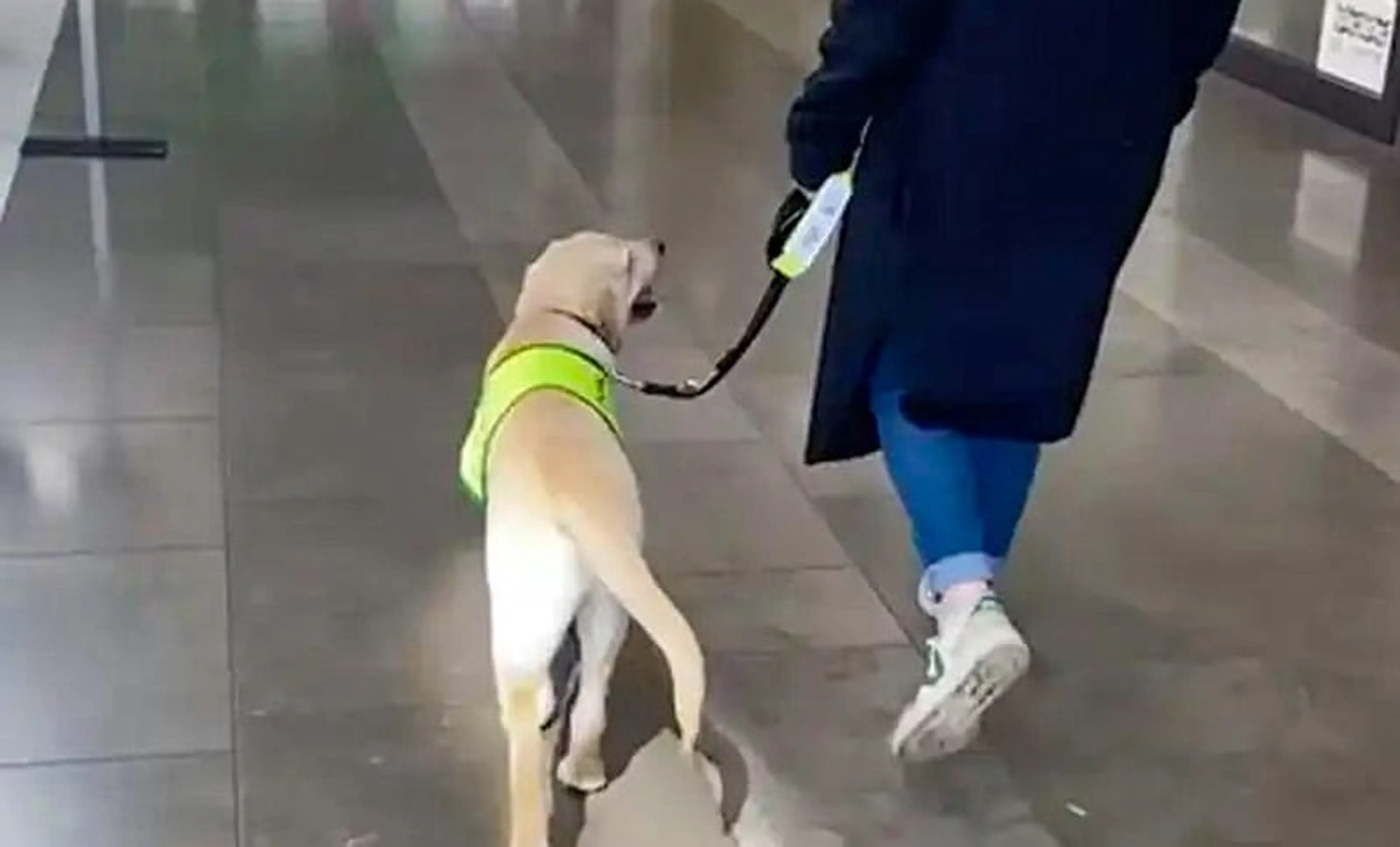 A light-colored dog wearing a bright yellow-green harness walks on a leash beside a person wearing a dark jacket and blue pants in an indoor hallway.