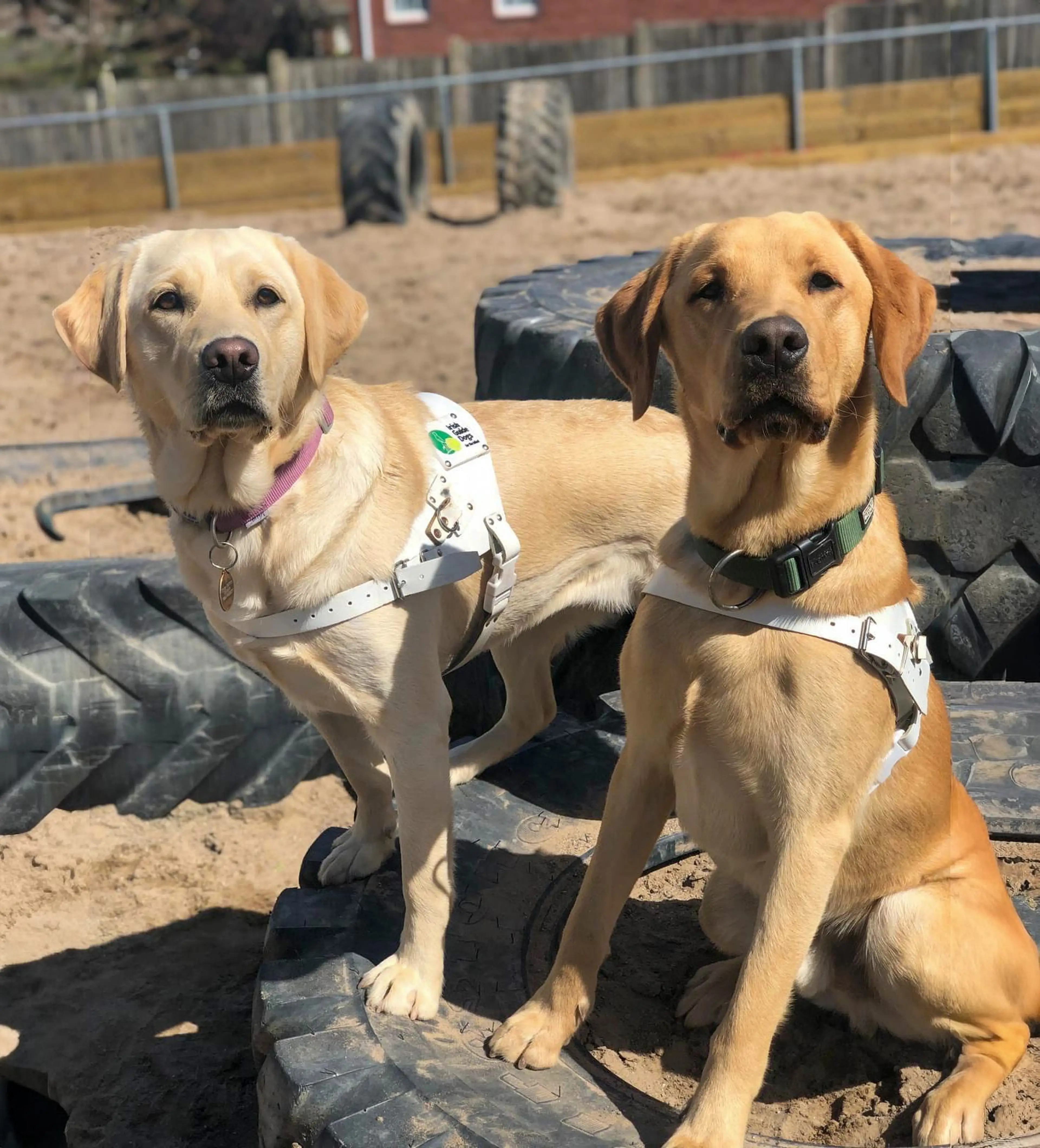 Two service dogs, a yellow Labrador and a brown Labrador, sit side-by-side on black tires in a sandy training area, both wearing white harnesses and collars.