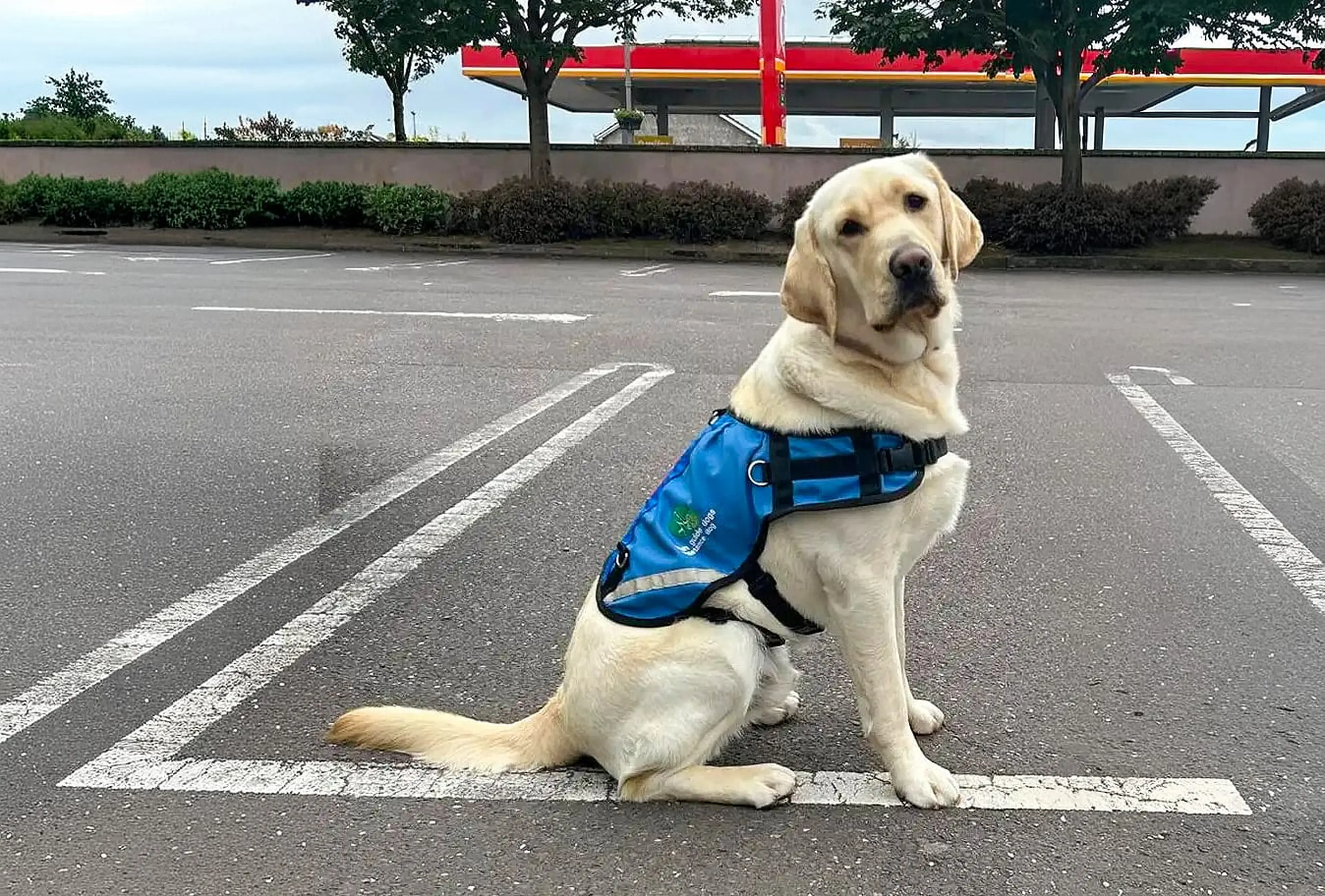 A cream-colored Labrador Retriever wearing a blue service vest sits attentively in a parking lot with a gas station in the background.