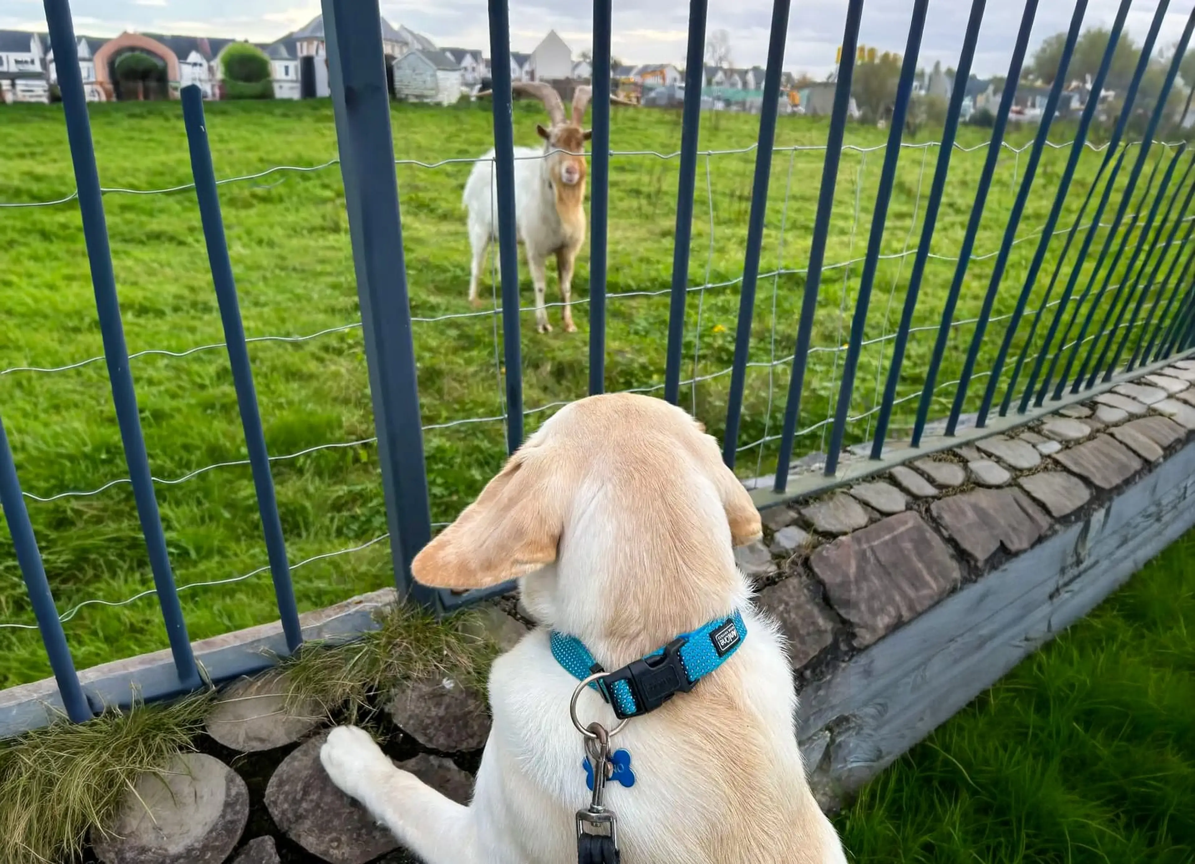 A white and tan dog wearing a blue collar stands at a fence looking out at a goat grazing in a green pasture, with residential houses visible in the background.