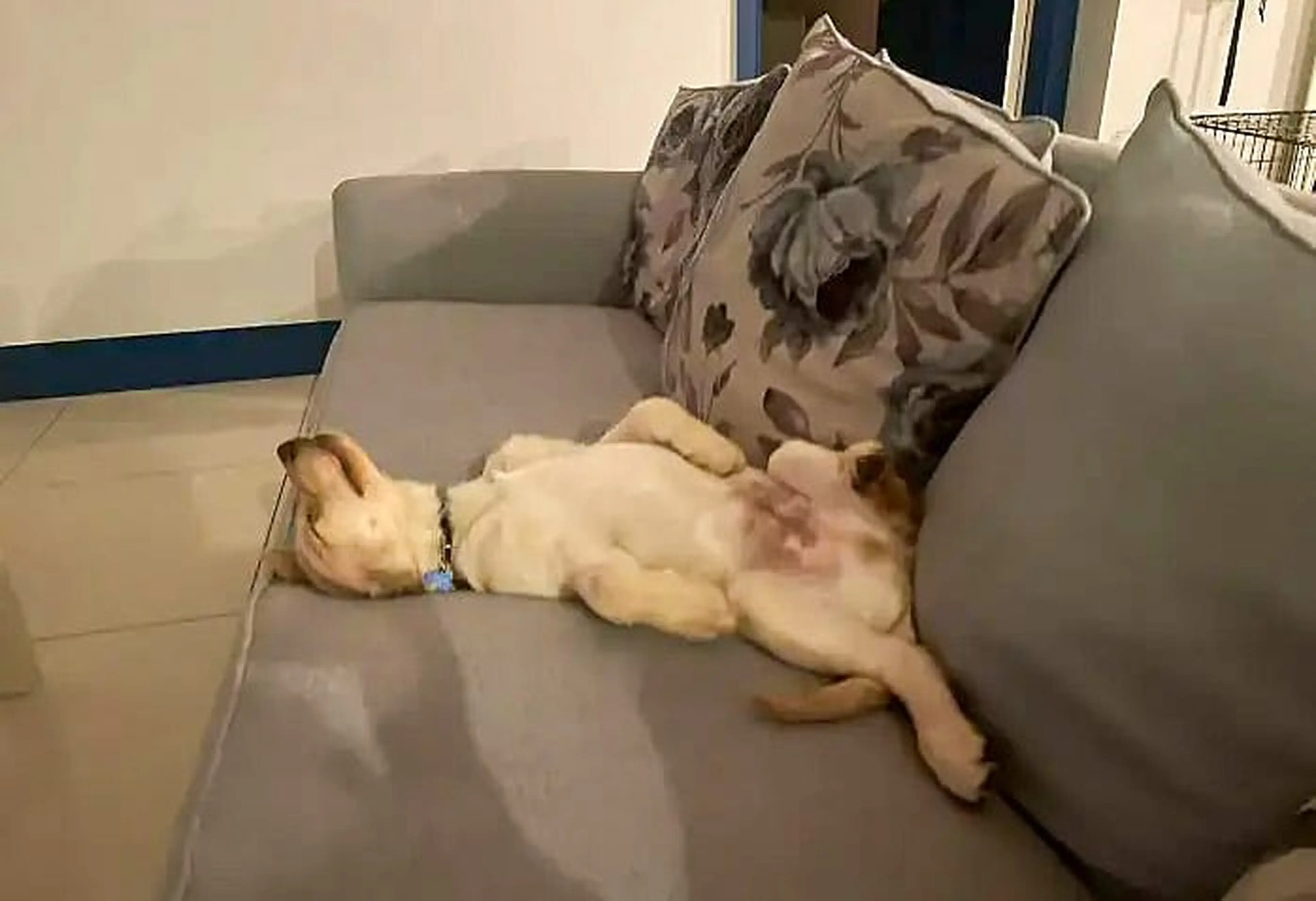 A small tan and white dog lies stretched out on its back on a gray couch, appearing relaxed and comfortable.